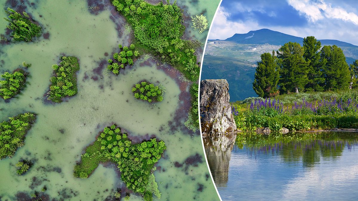 Я рослини колонізували Землю – еволюція рослин та їх вихід на сушу, від мохів до перших лісів