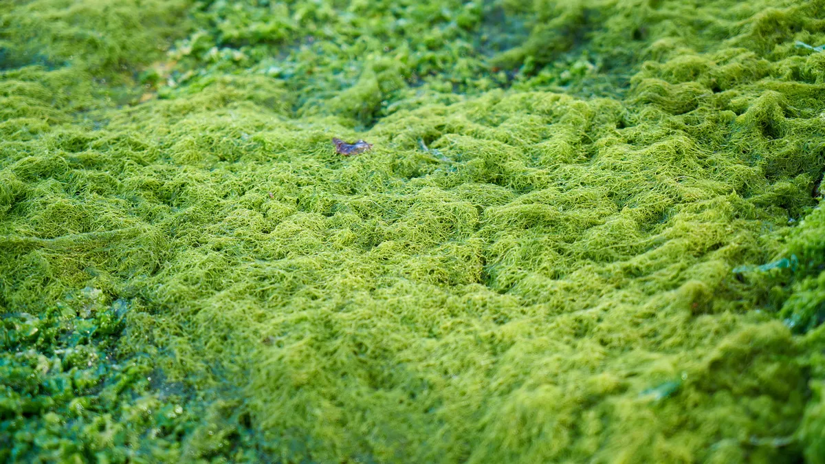 Перші рослини походили від водоростей Перші рослини походили від водоростей