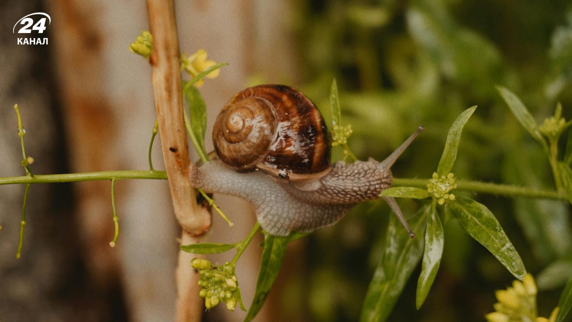 Маленька помаранчева квітка здатна прогнати слимаків з вашого саду