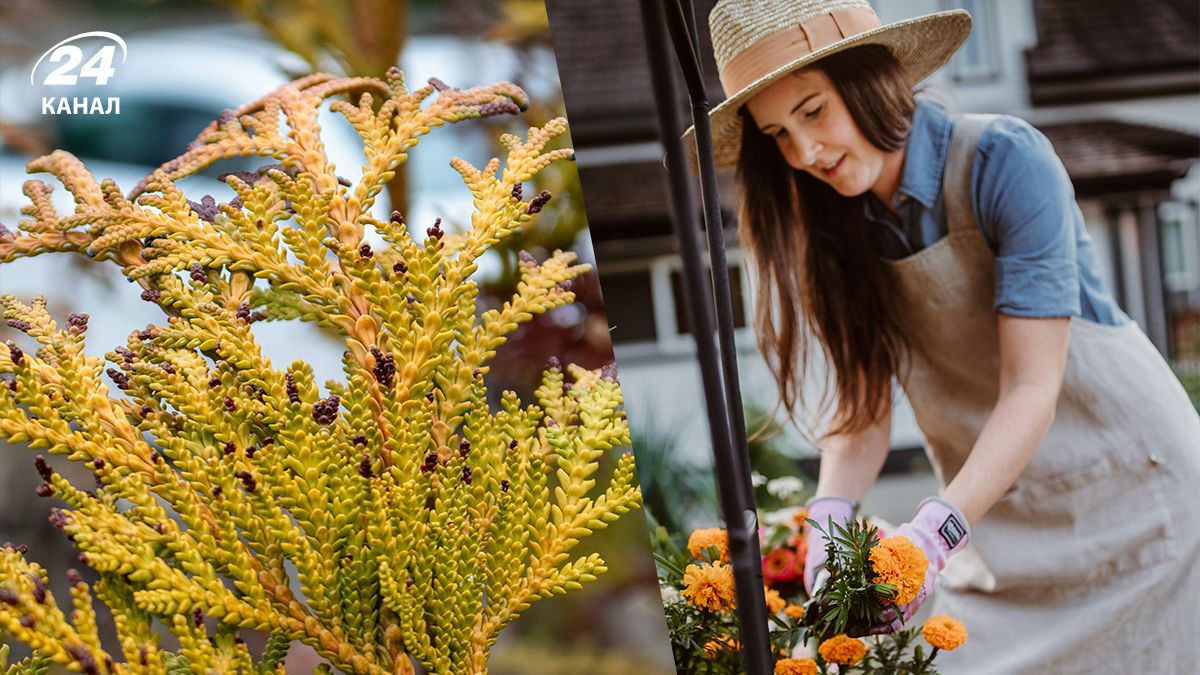 Уход за туями - как спасти их после зимы