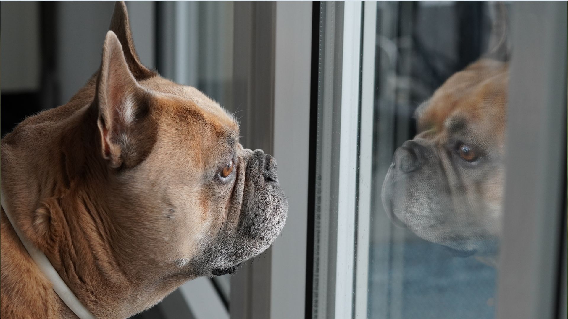 Почему собаки так реагируют на свое отражение Почему собаки так реагируют на свое отражение