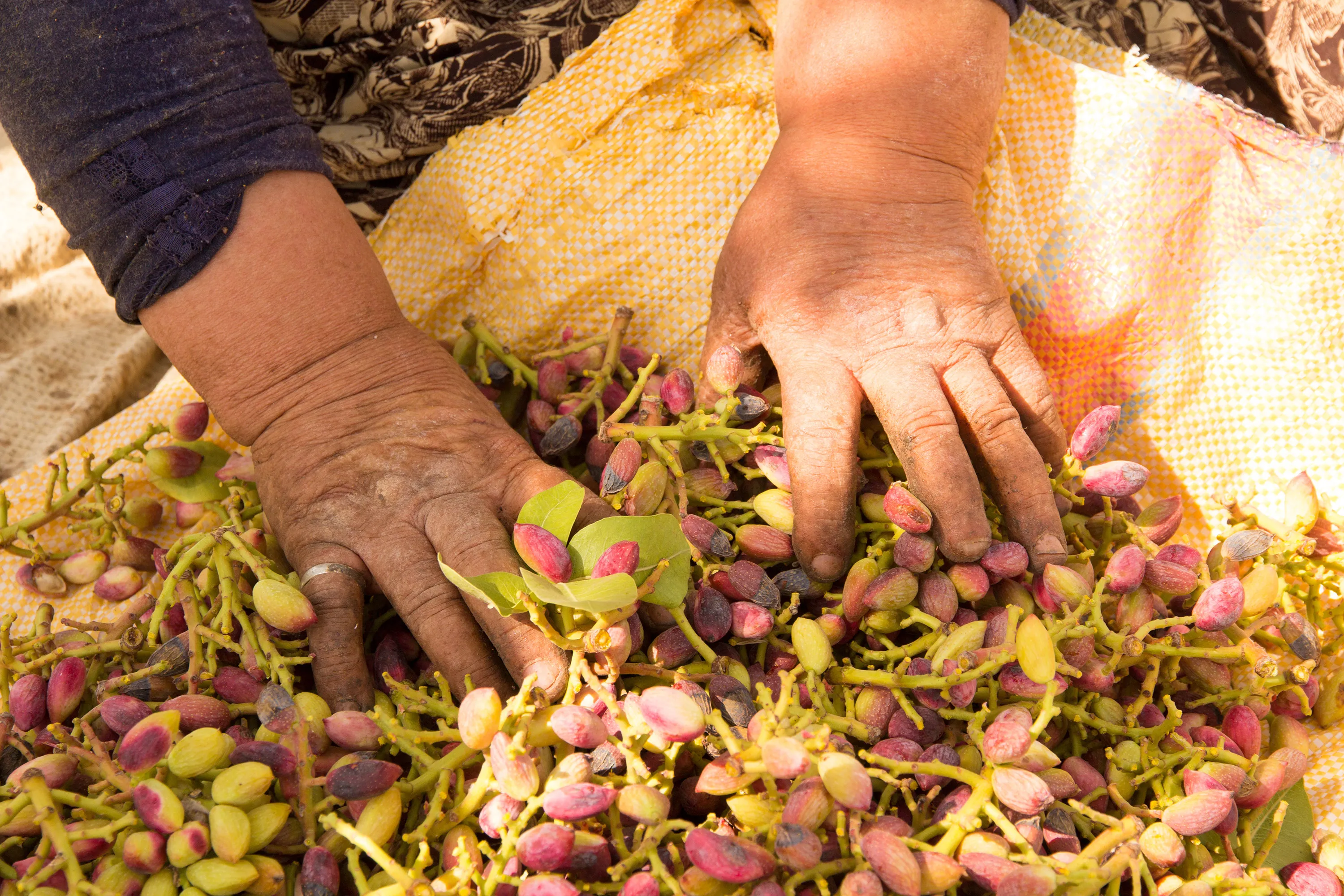 Фисташки / фото TasteAtlas Фисташки / фото TasteAtlas