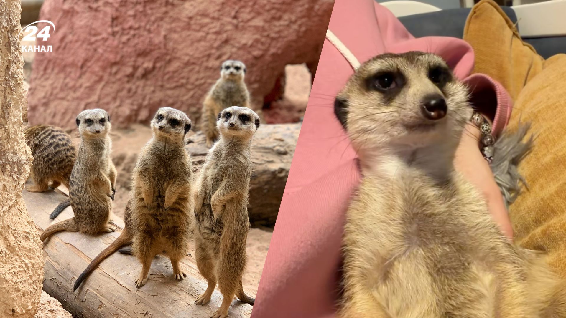 Женщина держит дома уникальных животных из Южной Африки: чем интересны и опасны сурикаты - Pets