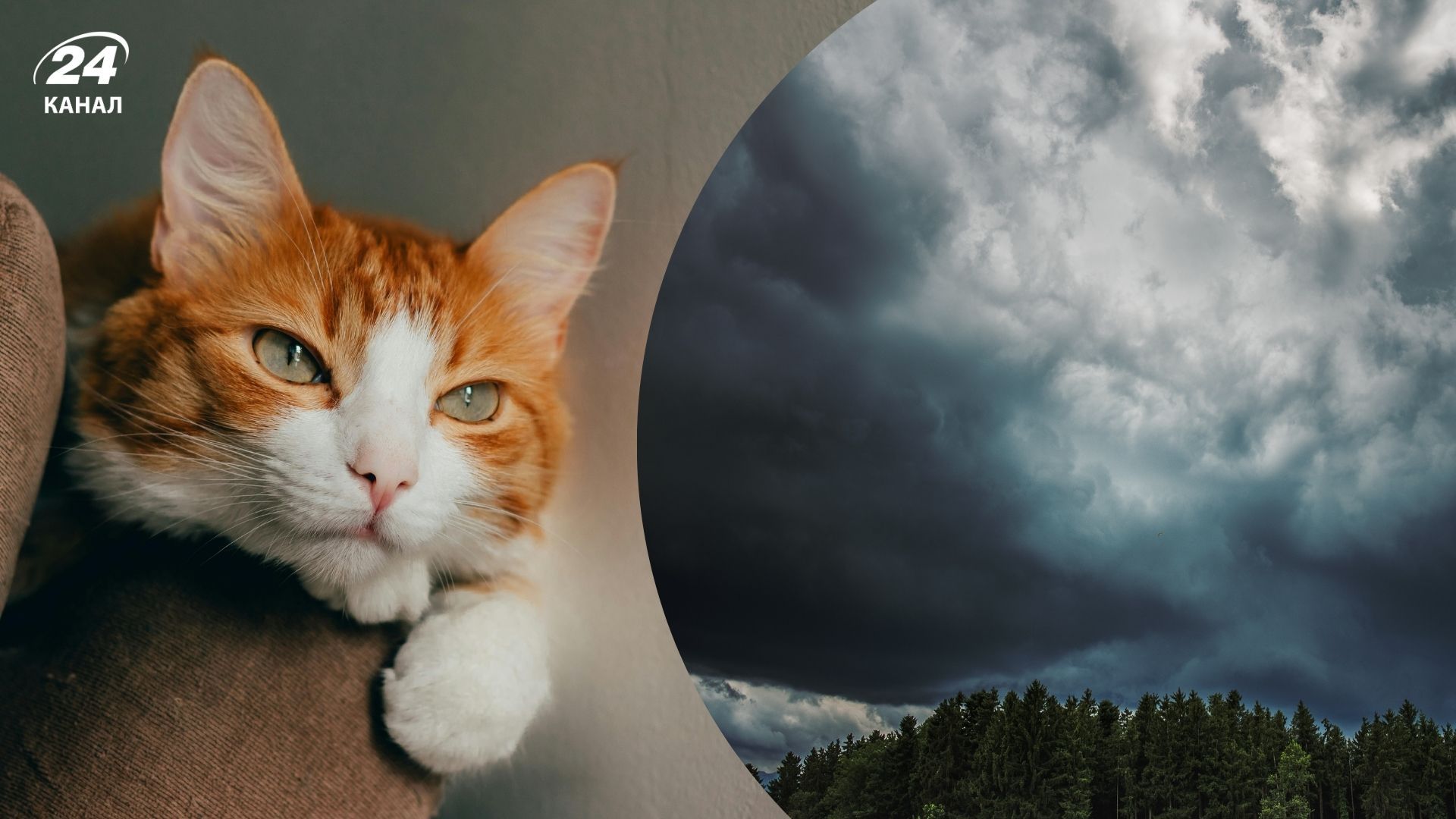 Як коти відчувають дощ і грозу Як коти відчувають дощ і грозу