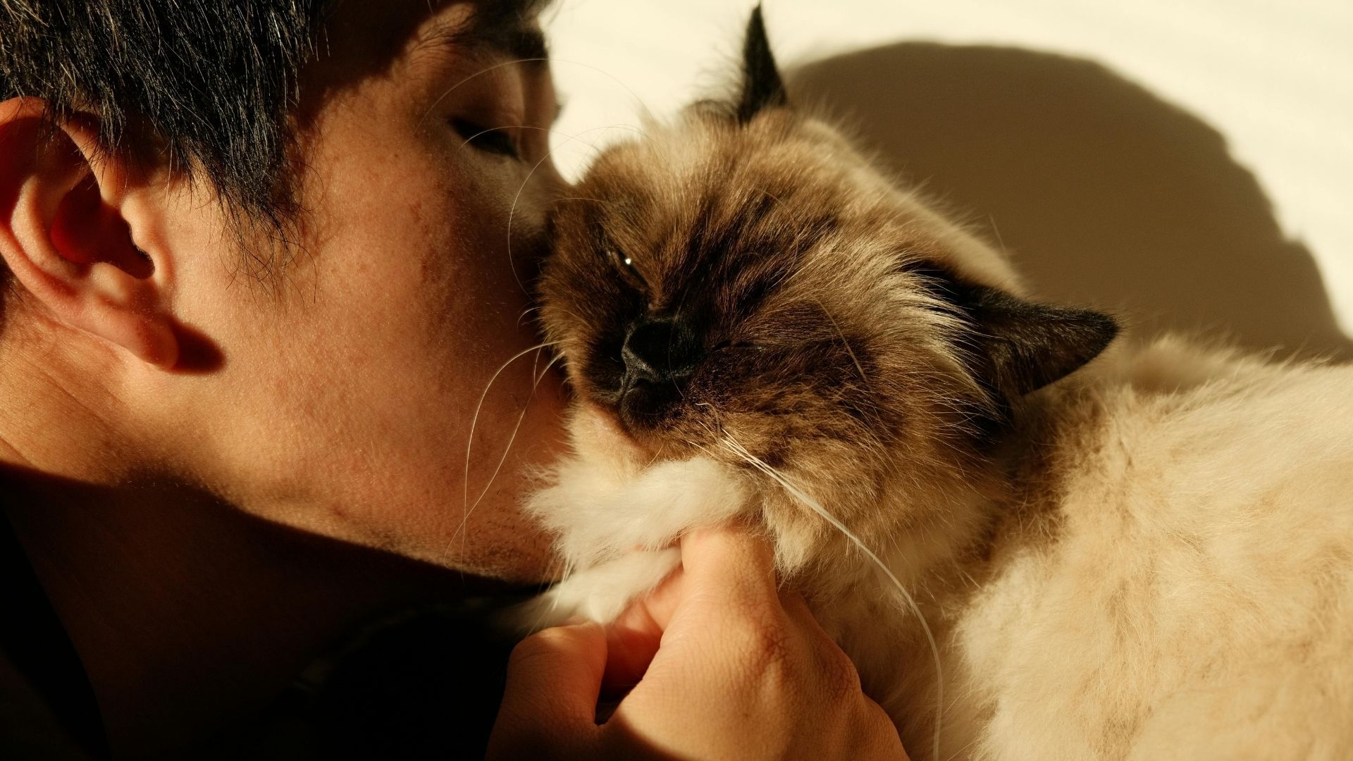 Почему коту могут не нравиться поцелуи Почему коту могут не нравиться поцелуи