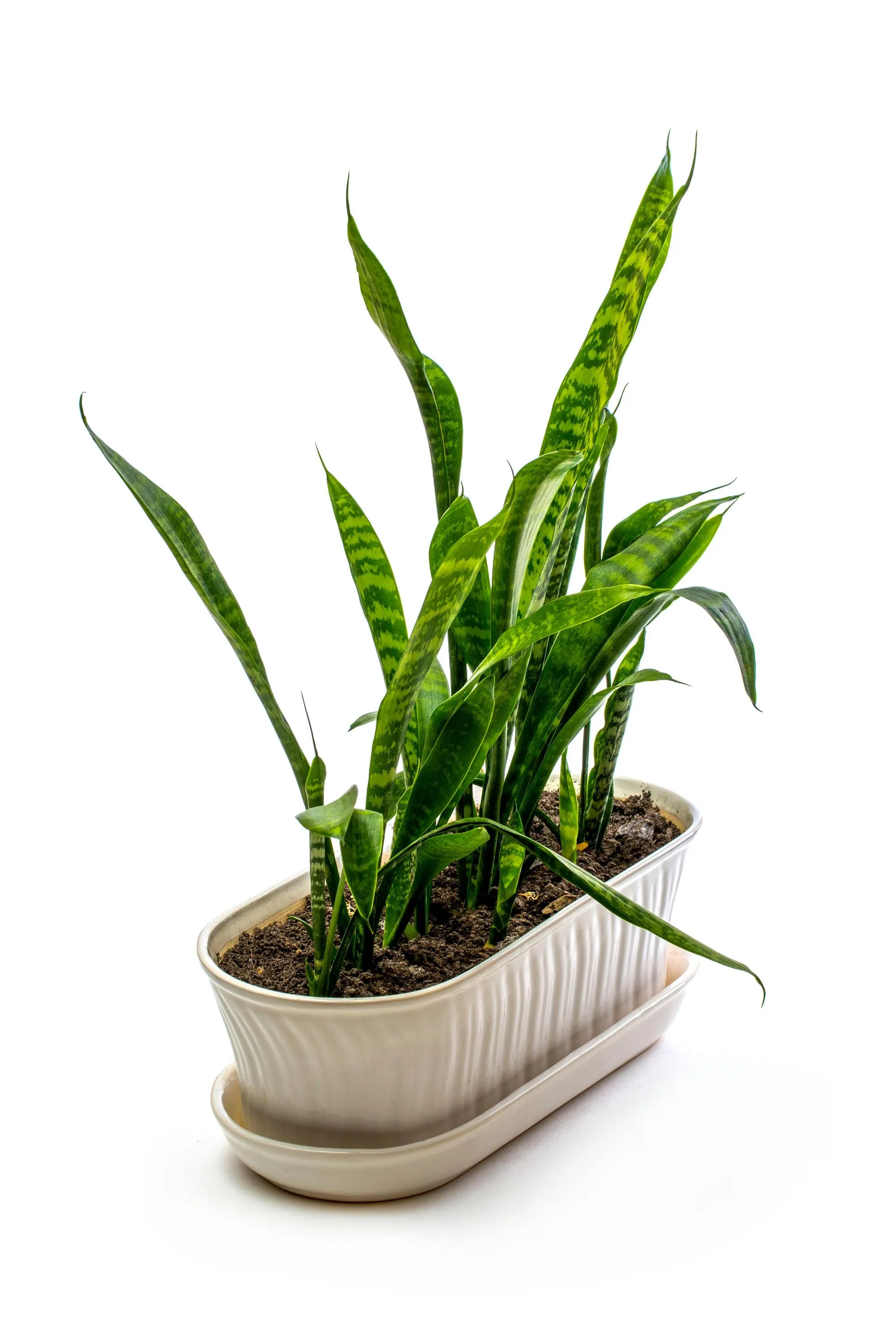 Санвев'єрію легко вирощувати / Фото Pexels