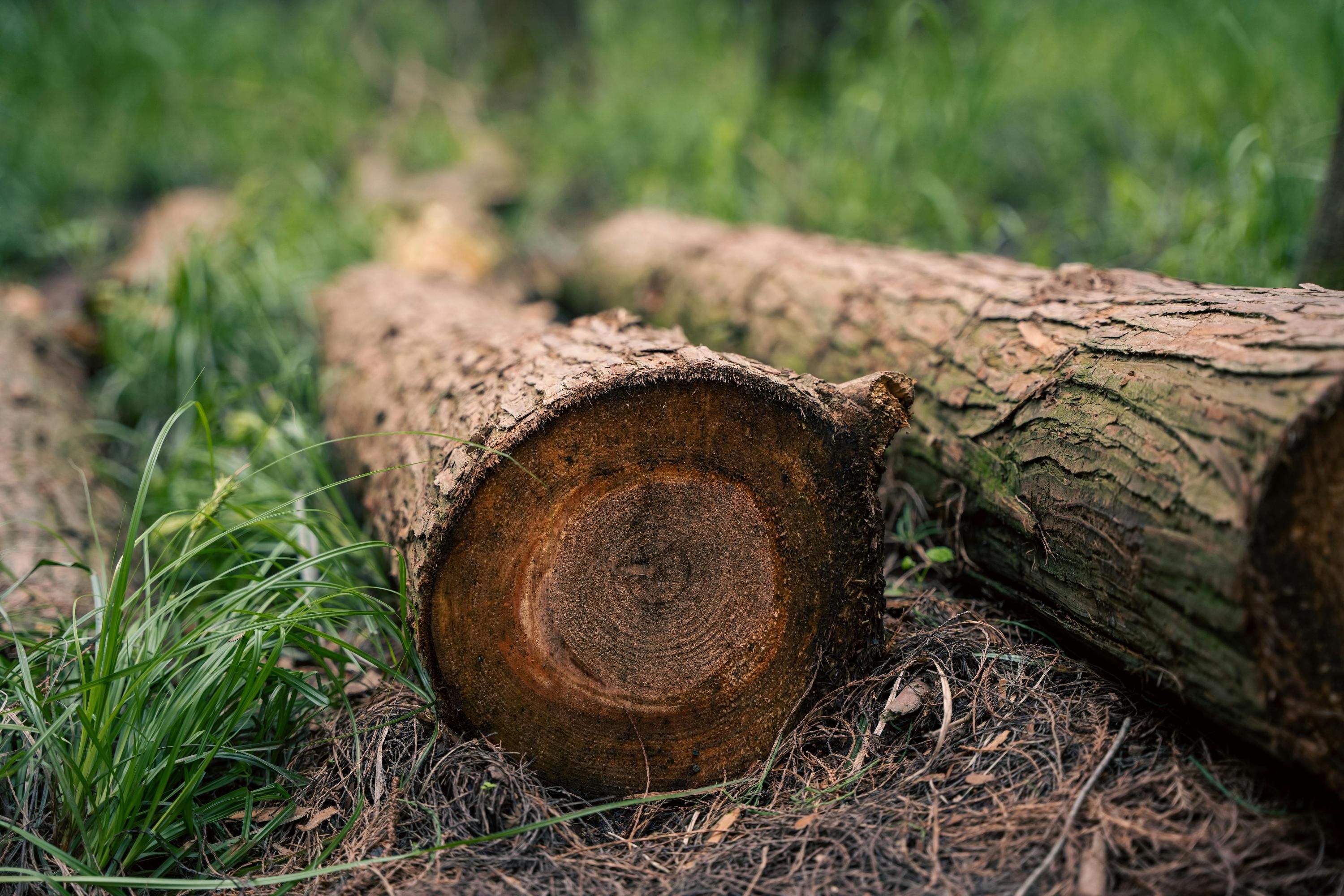 Какой штраф за спиленное дерево