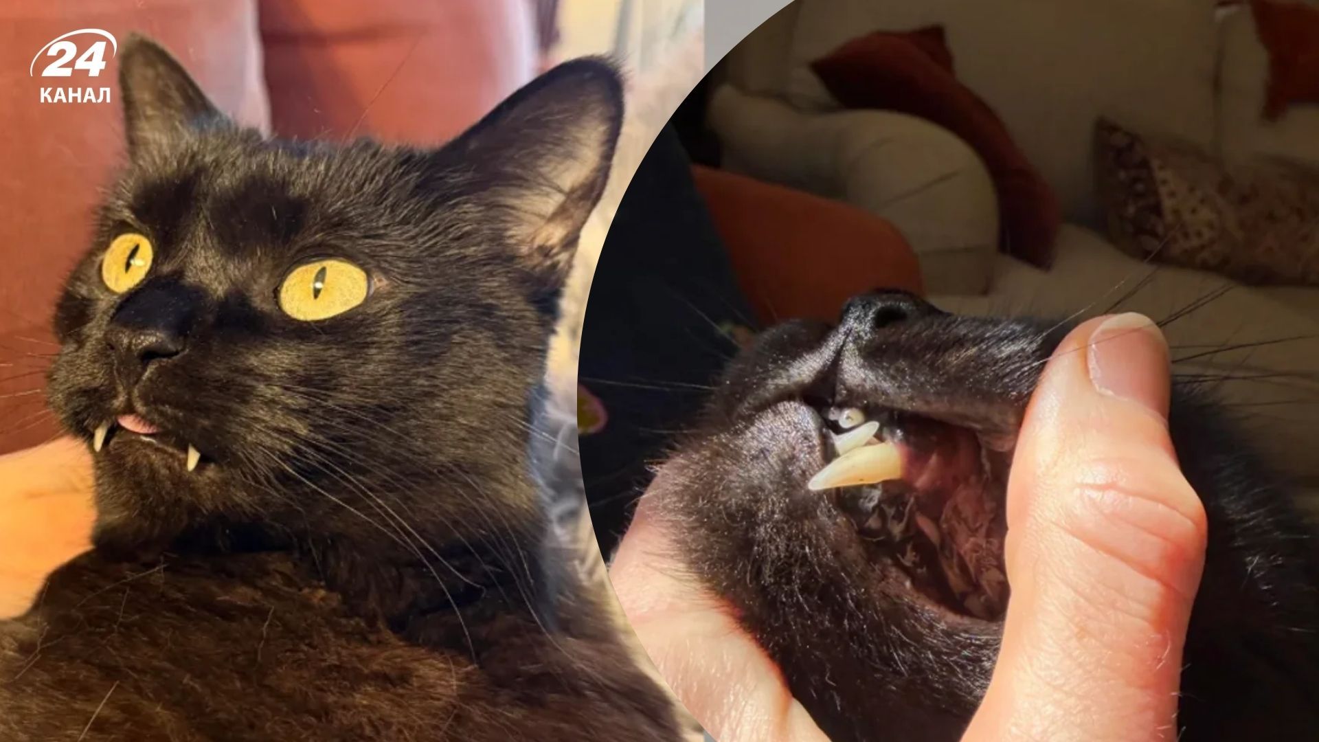 У кота внезапно начали быстро расти зубы