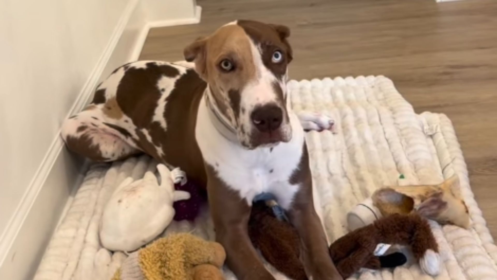 Собака с уникальным окрасом шерсти