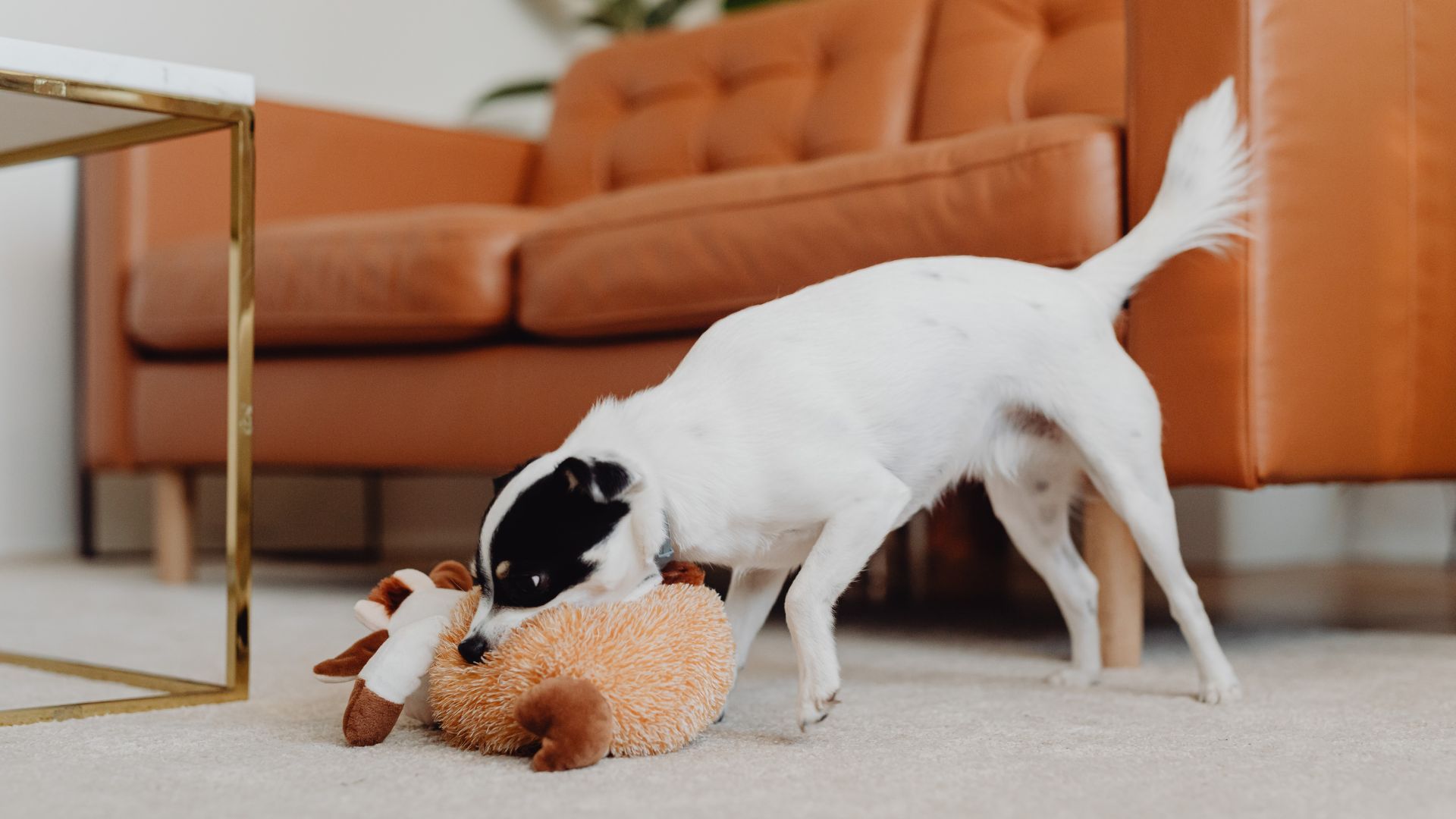 Які собаки найчастіше гризуть речі