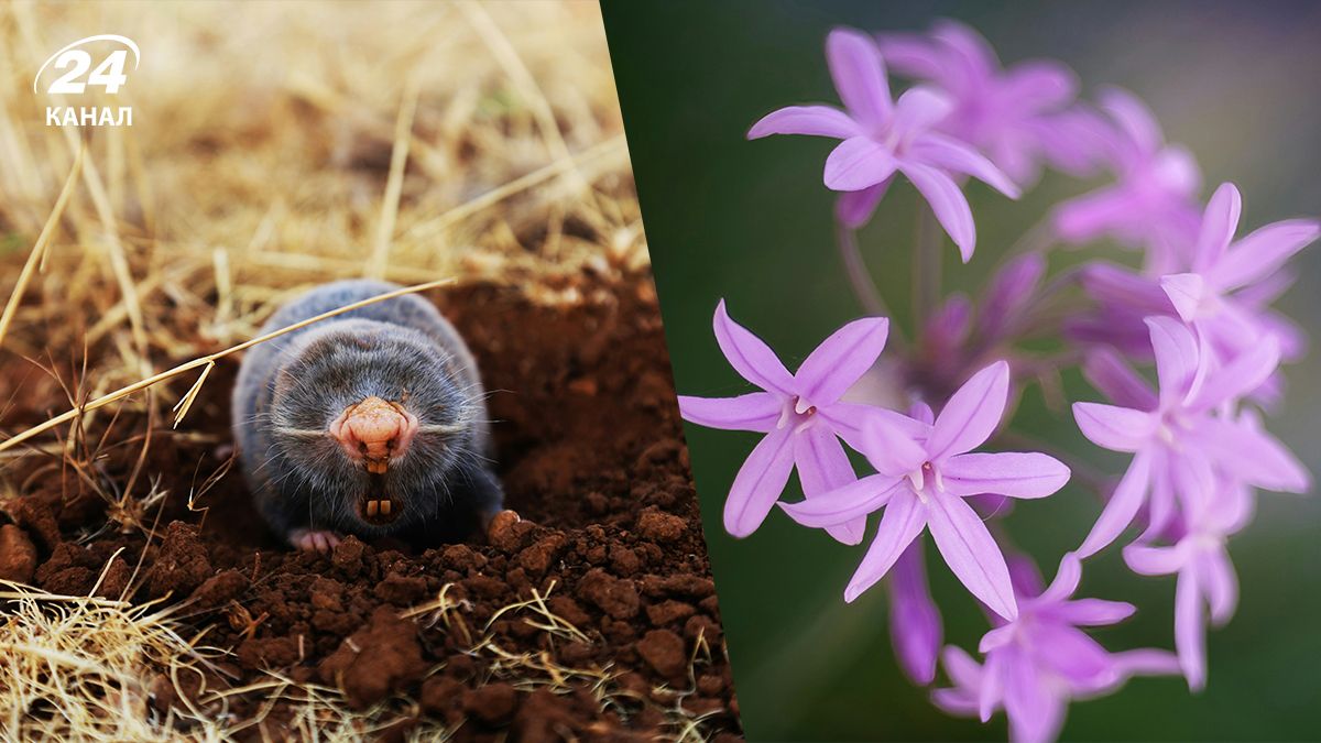 Борьба с кротами на огороде - какое растение ненавидят кроты