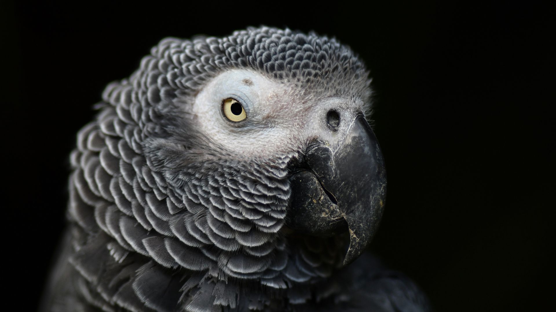 Как проявляется депрессия у птиц