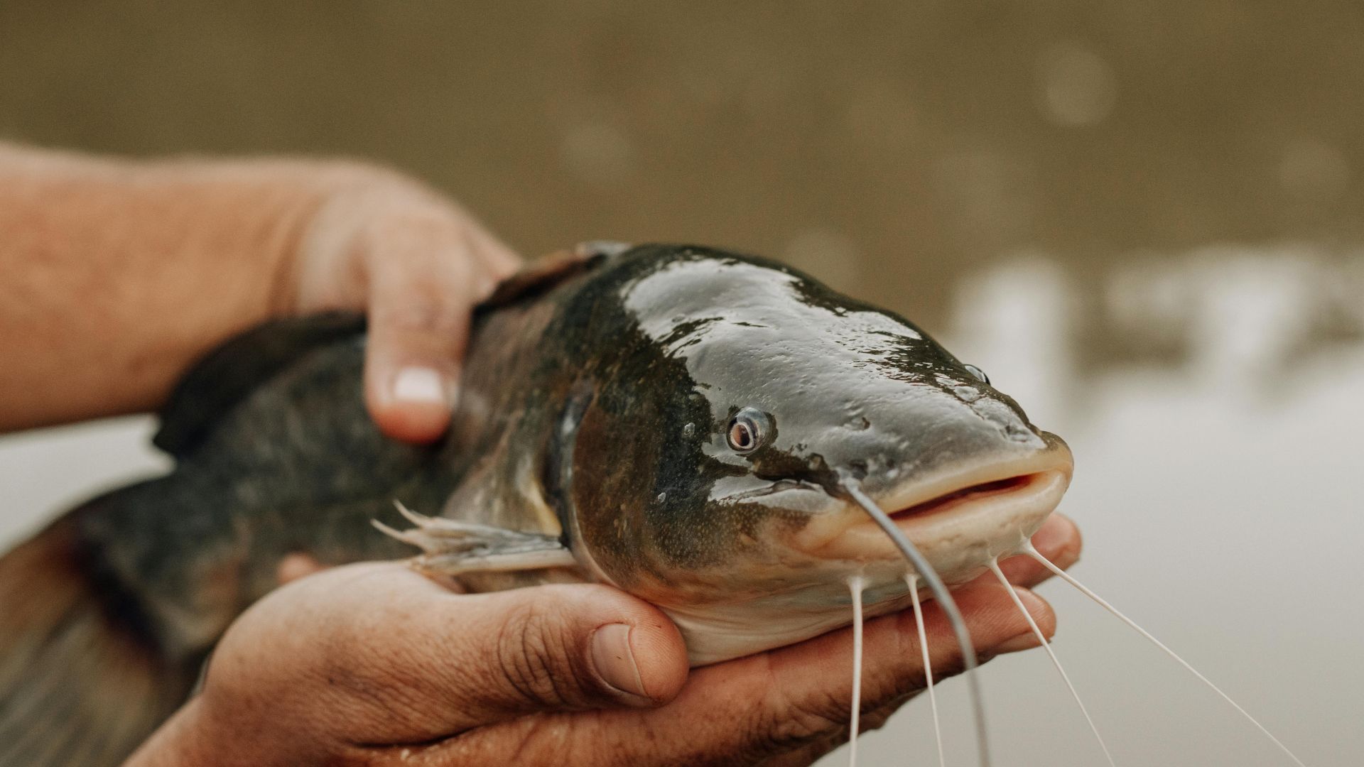 Чи безпечно тримати сома вдома Чи безпечно тримати сома вдома