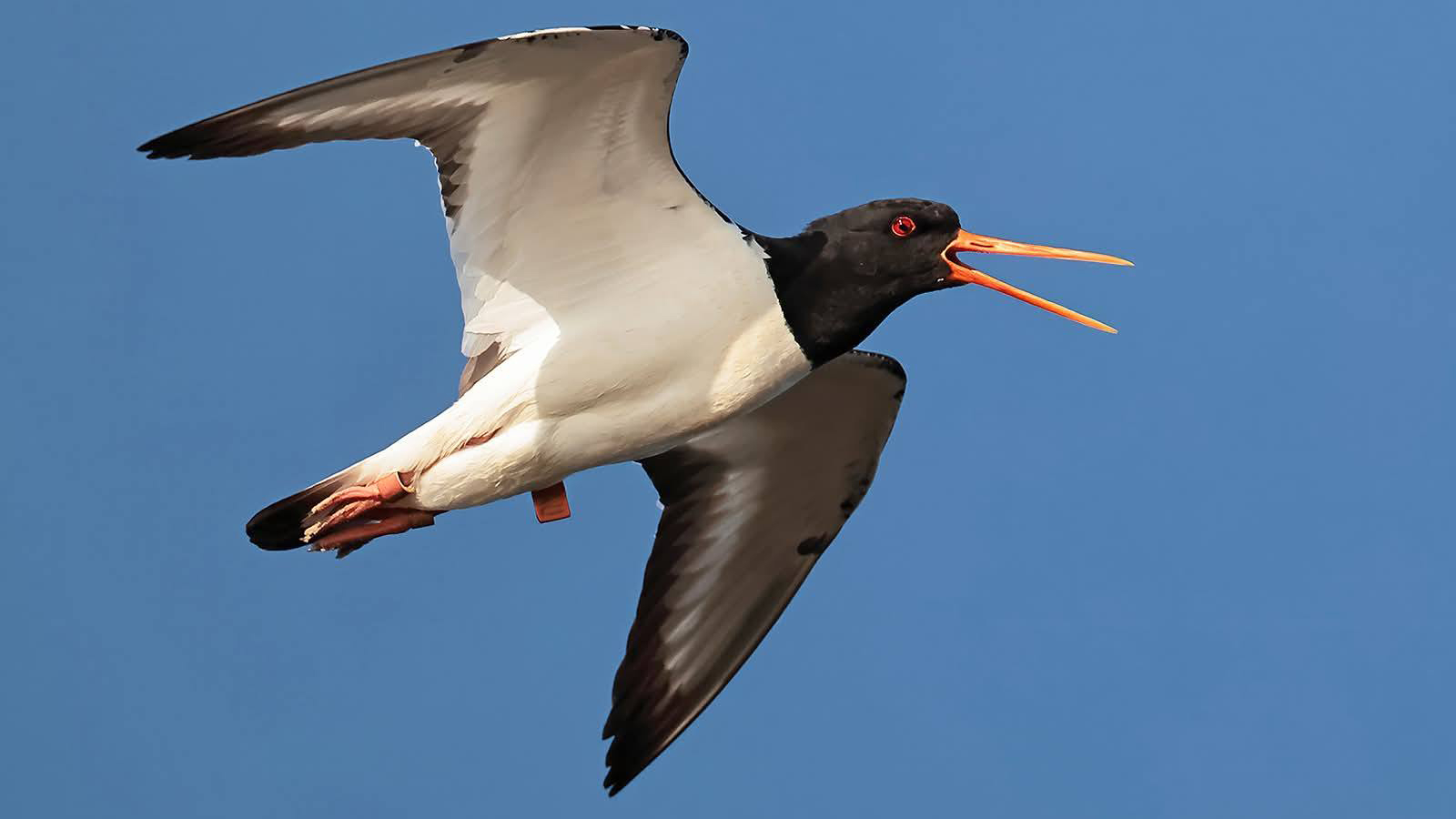 На Одещині помітили унікального червонокнижного птаха з Африки