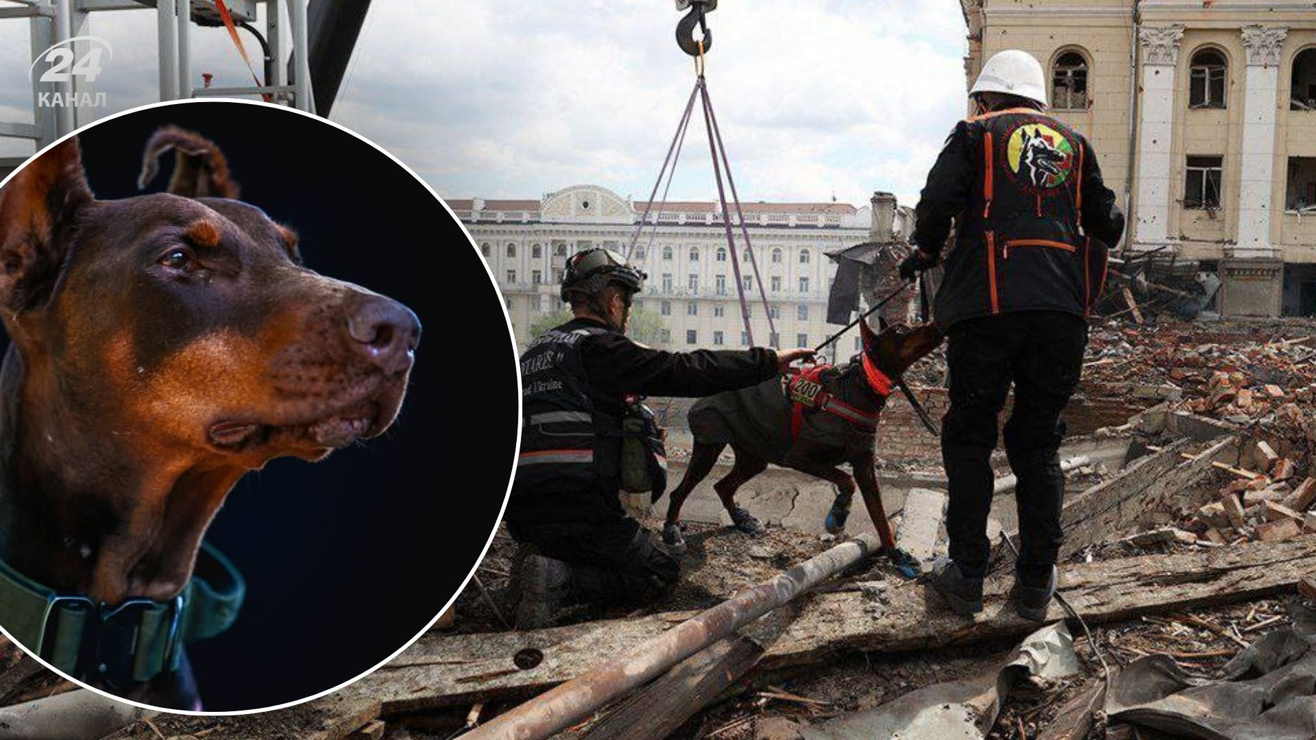 Померла собака-рятувальниця Ханна