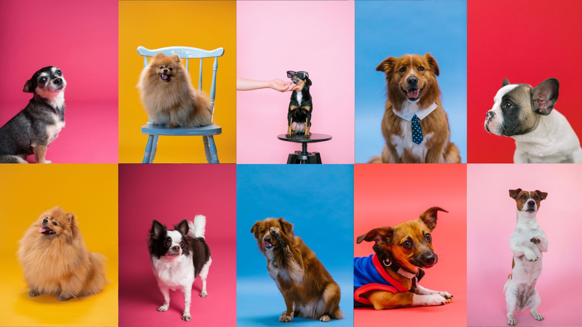 Найкрасивіші, але маловідомі собаки: топ-5 порід