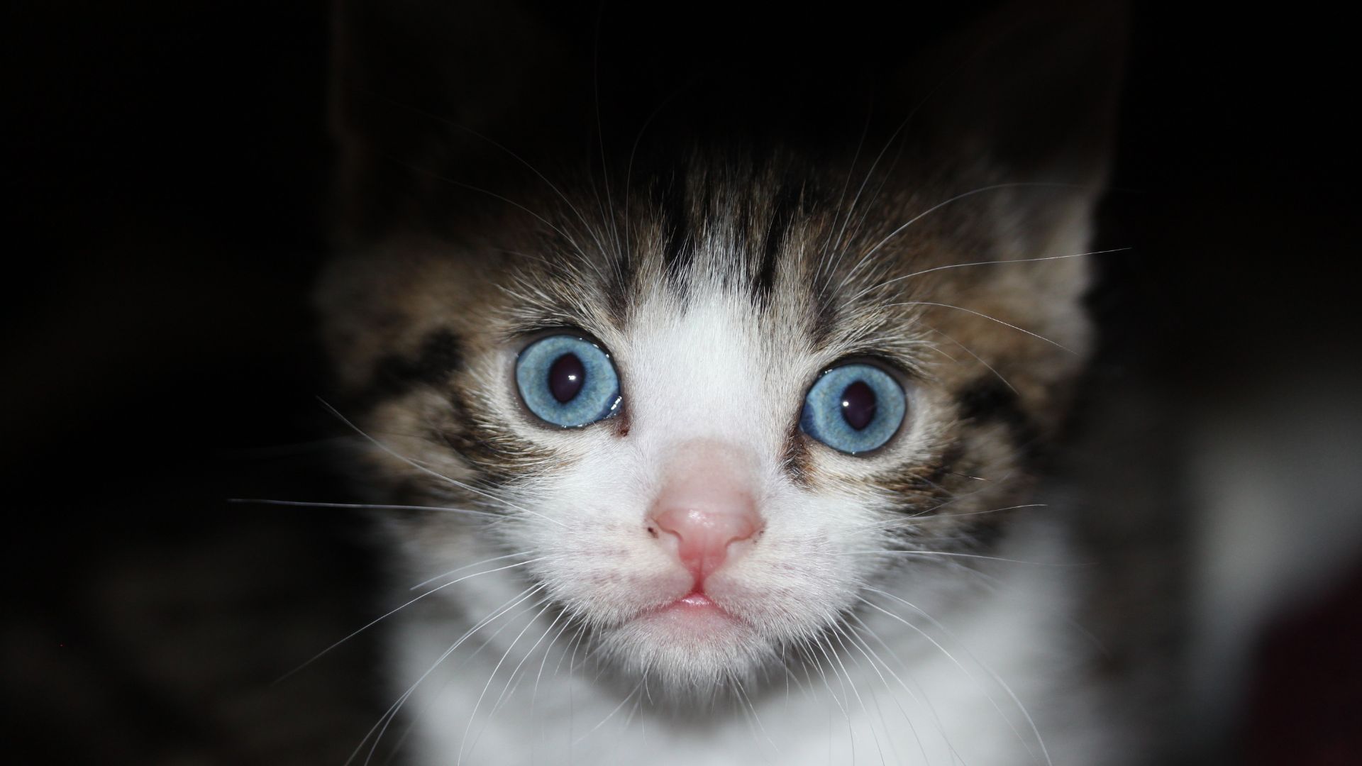 Ветеринары объяснили страхи у кошек Ветеринары объяснили страхи у кошек