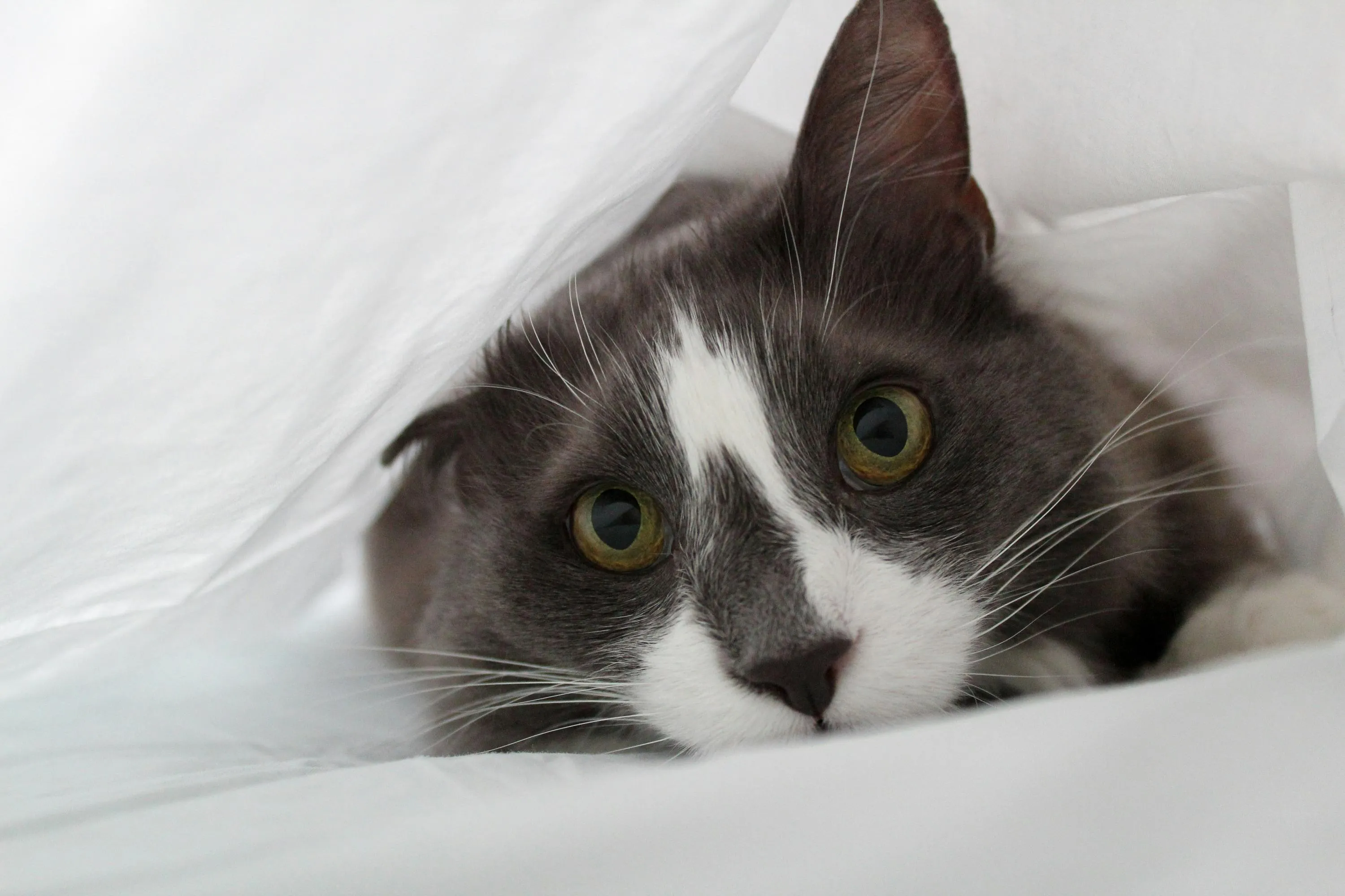 Як коти захищають людей уночі Як коти захищають людей уночі