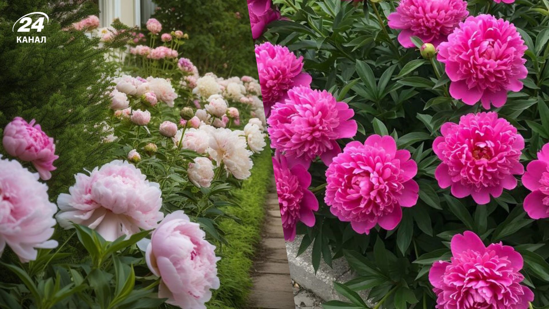 Удобрять пионы надо на третий год после посадки в почву на третий год. Удобрять пионы надо на третий год после посадки в почву на третий год.