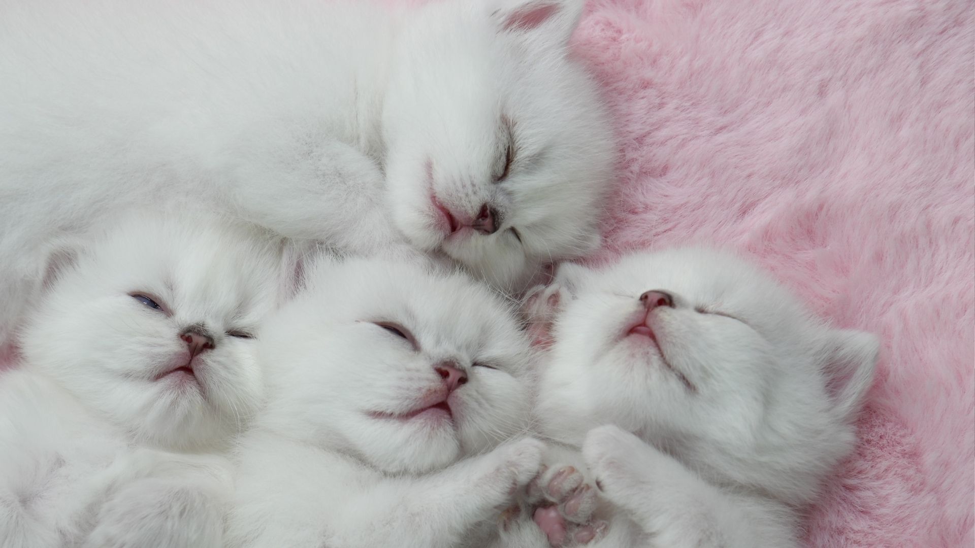 Коти бувають різні: 5 типів їхнього характеру