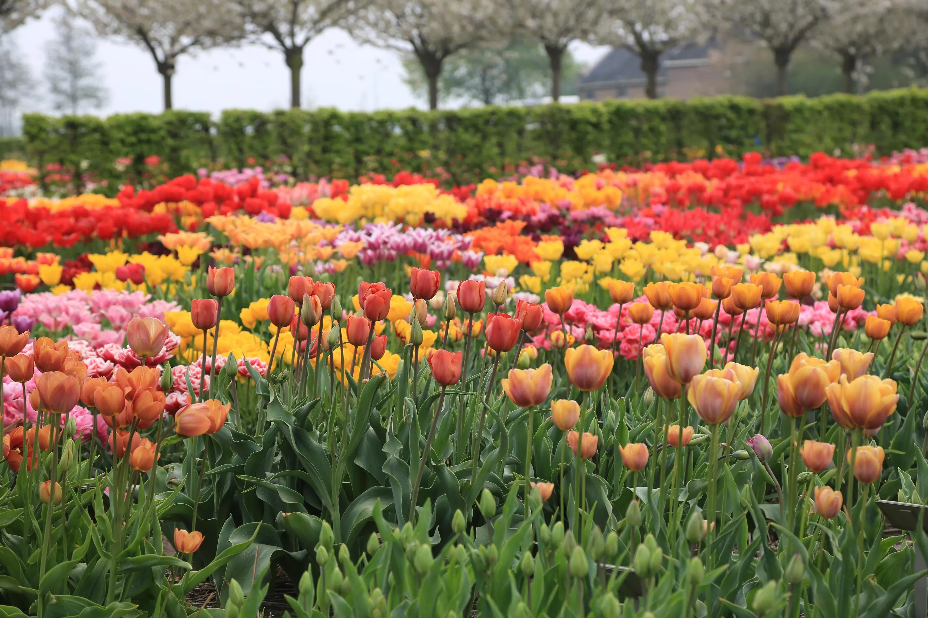 Сад Hortus Bulborum / фото Вікіпедії