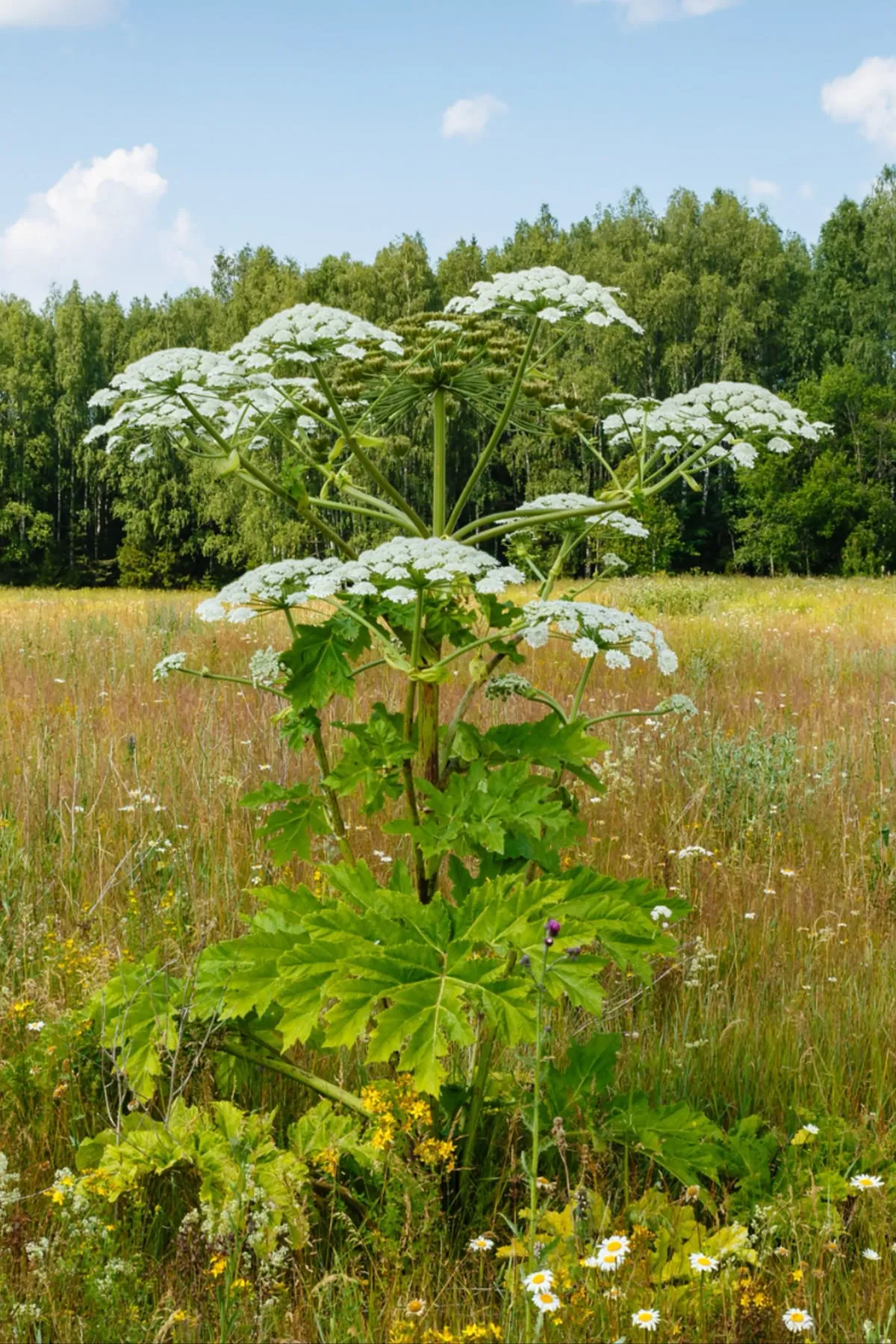 Борщівник ніколи не можна чіпати руками / Фото Pinterest Борщівник ніколи не можна чіпати руками / Фото Pinterest