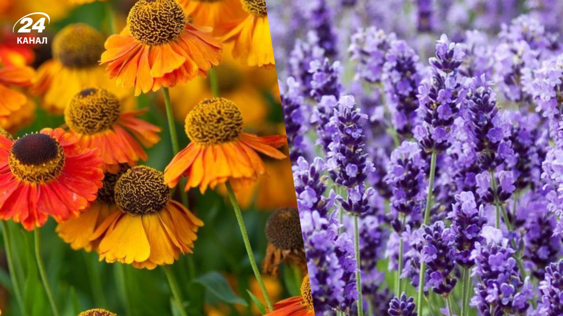 Весенняя подкормка может навредить некоторым растениям