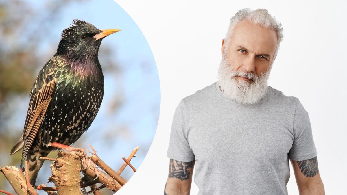 Скворцовый человек - это какой? Скворцовый человек - это какой?