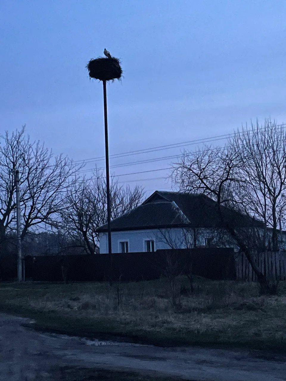 Лелеки птахи чим особливі лелеки цікаві факти про лелек Лелеки птахи чим особливі лелеки цікаві факти про лелек
