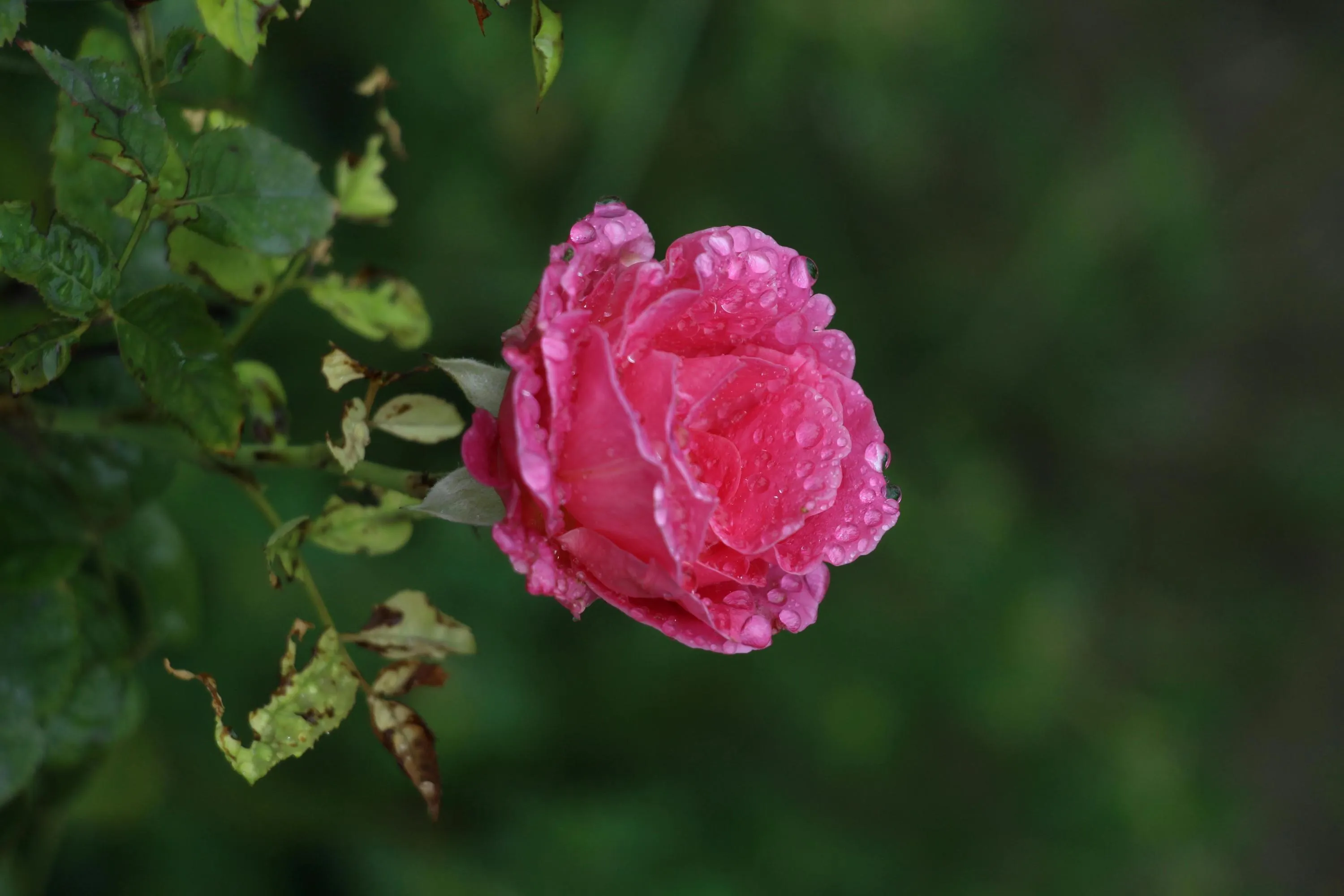 Молочне добриво покращить стан троянд / Фото Pexels