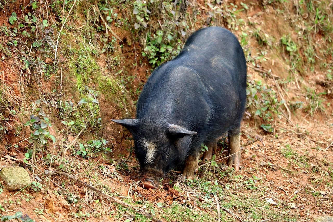 Чума свиней под Днепром