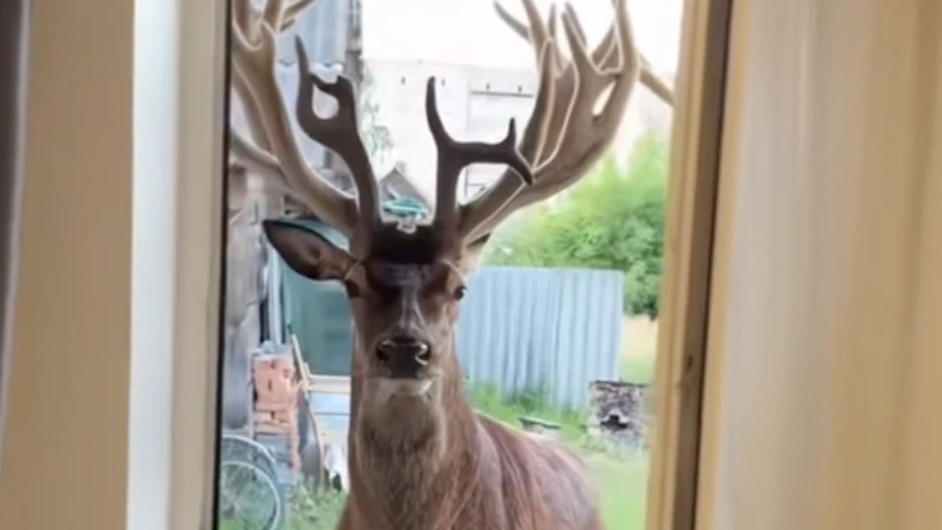 Олень Борис