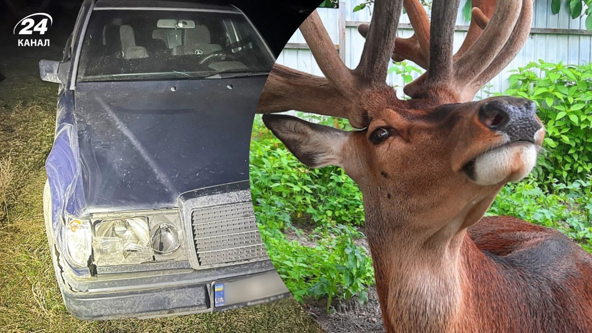 Олень Борис Олень Борис