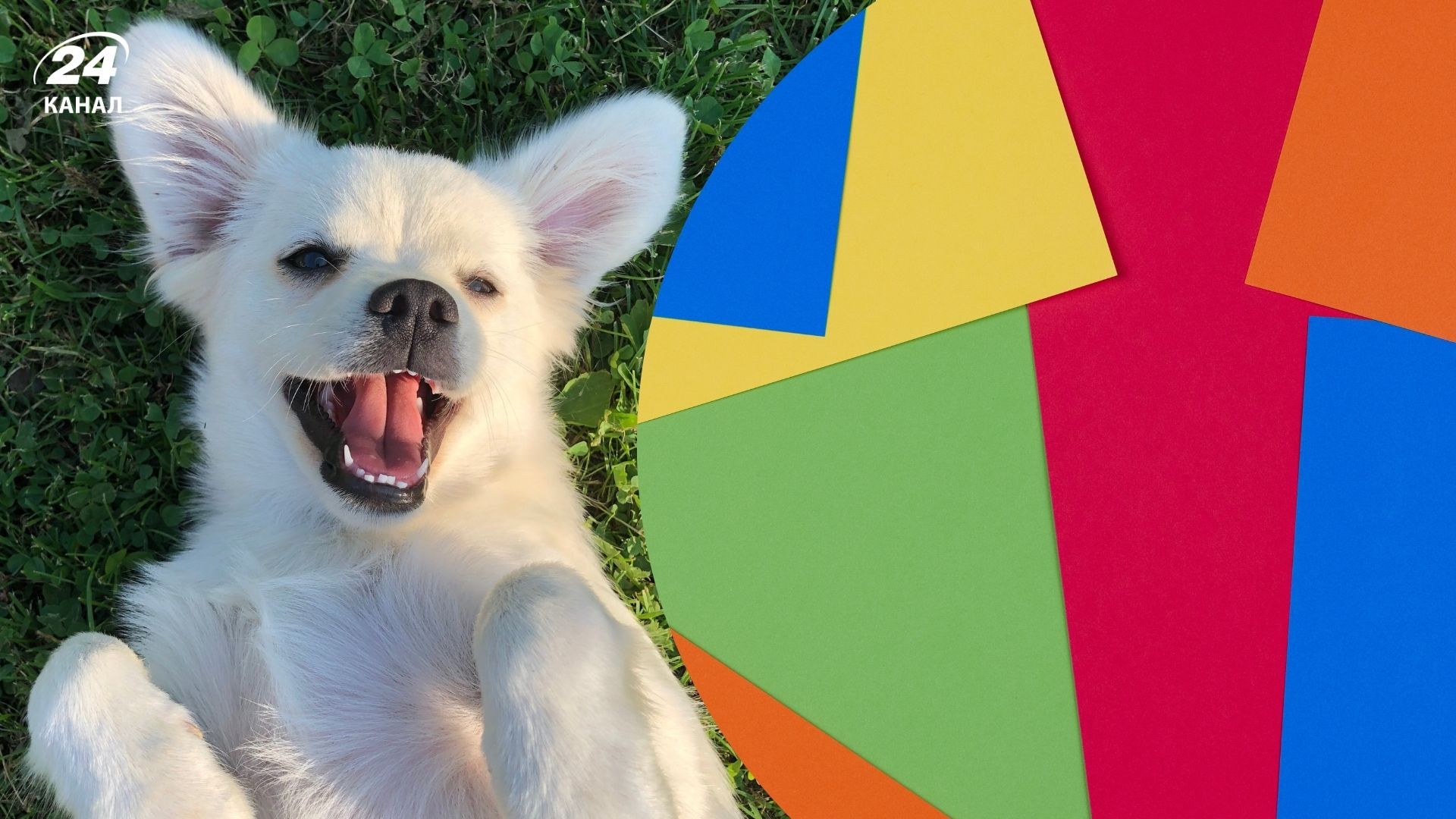 Ученые раскрыли, как на самом деле видят собаки Ученые раскрыли, как на самом деле видят собаки