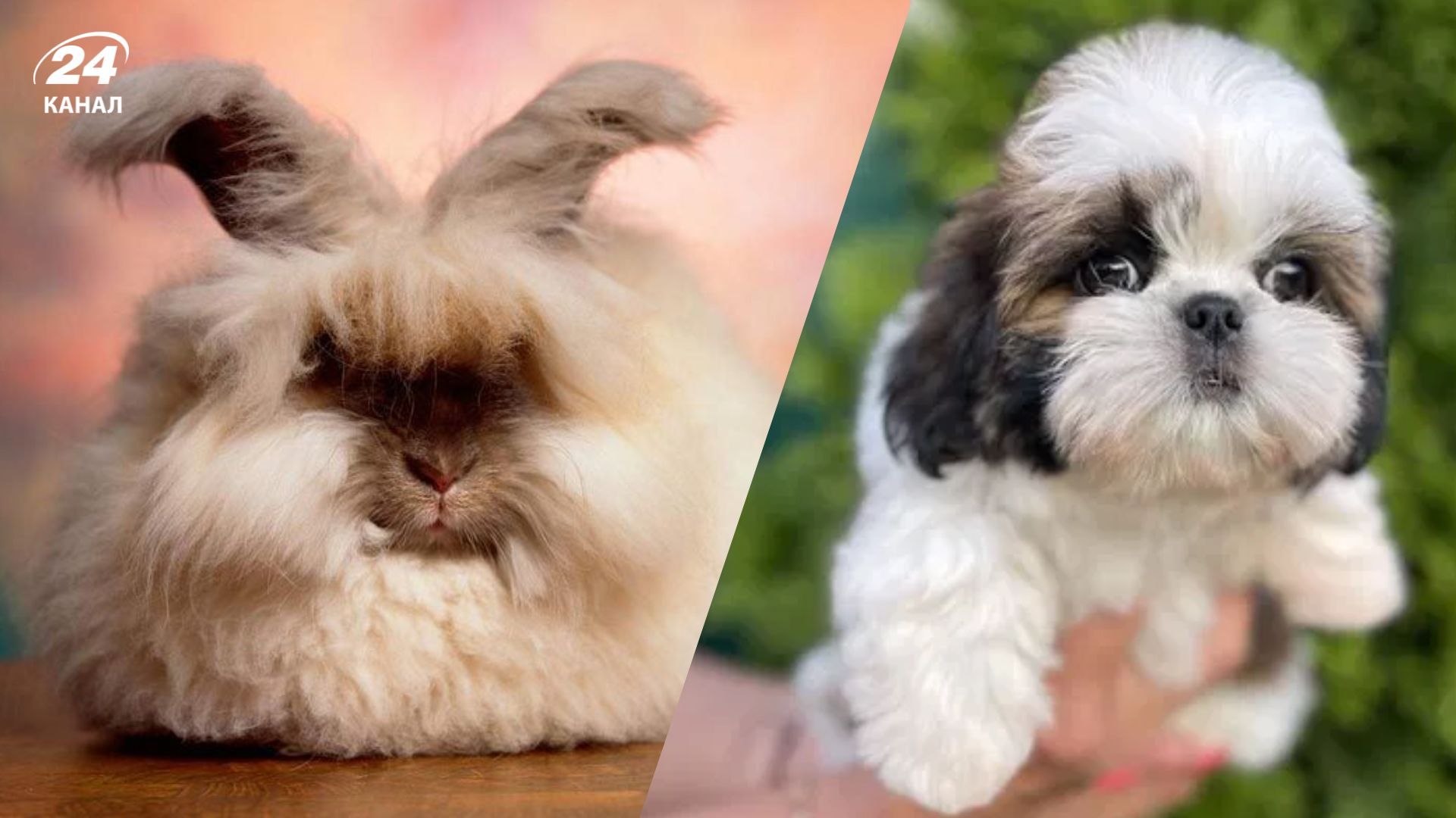 Кролики ангора стали вірусними через свій вигляд Кролики ангора стали вірусними через свій вигляд