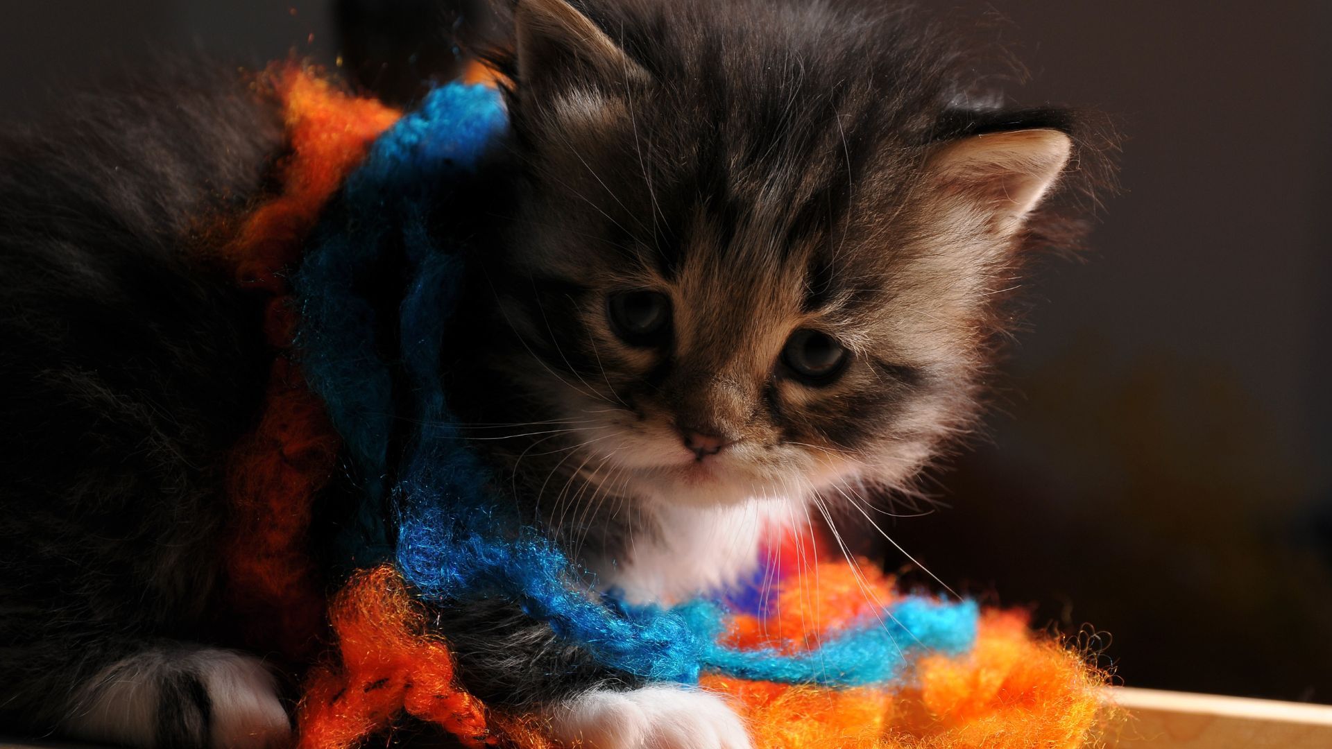 Лучшие способы занять кота дома