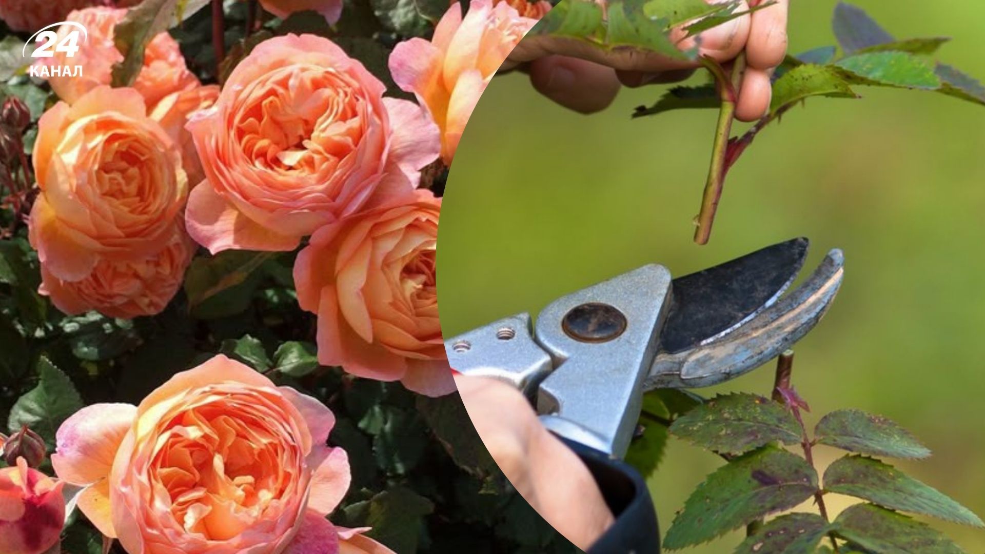 Розы следует обрезать в марте