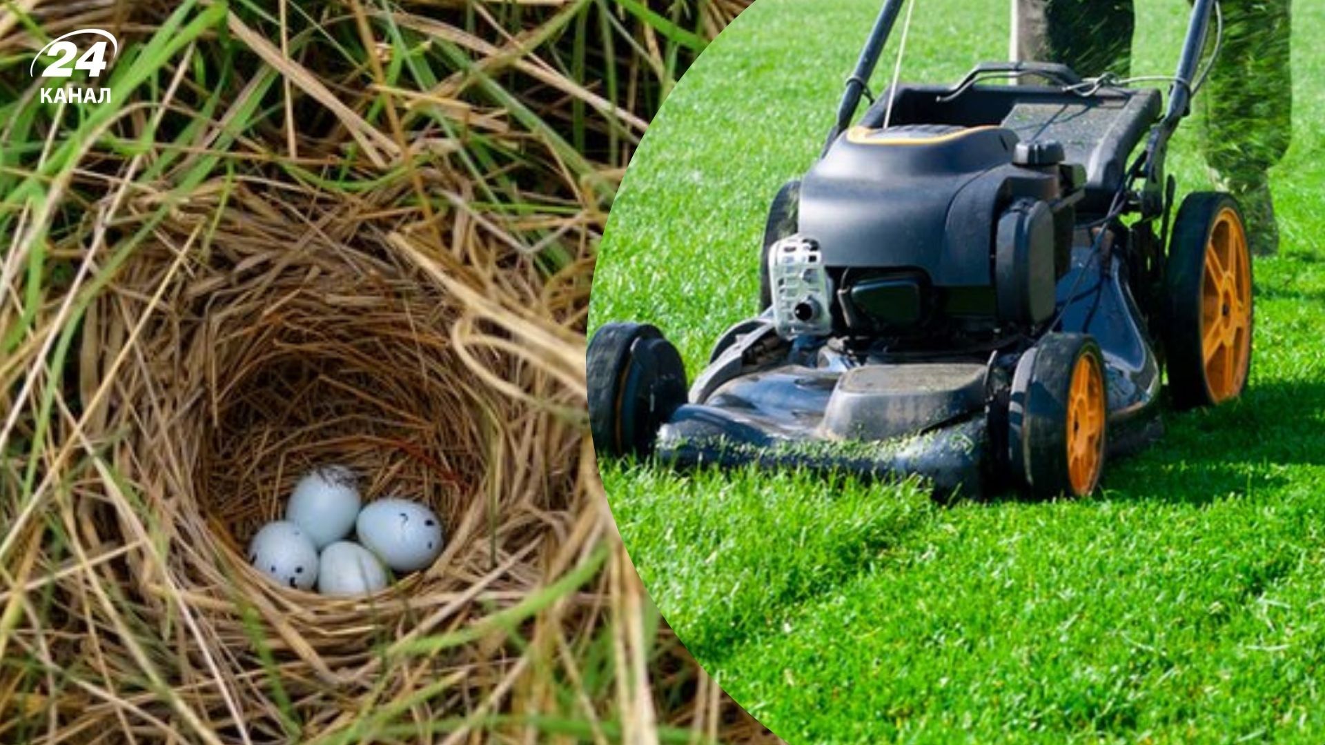 Весняне косіння газонів шкідливе для птахів Весняне косіння газонів шкідливе для птахів