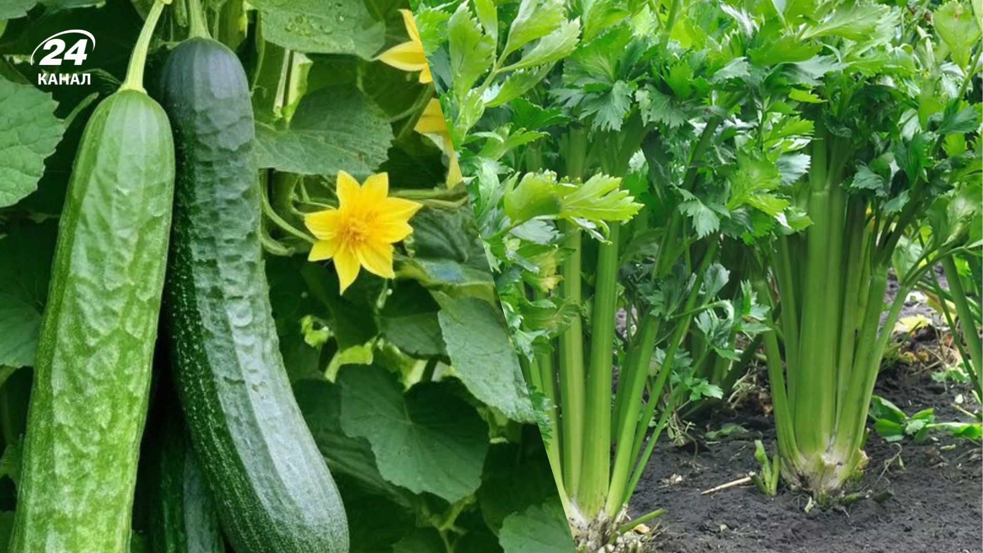 Квітень – чудовий час для посадки багатьох овочів