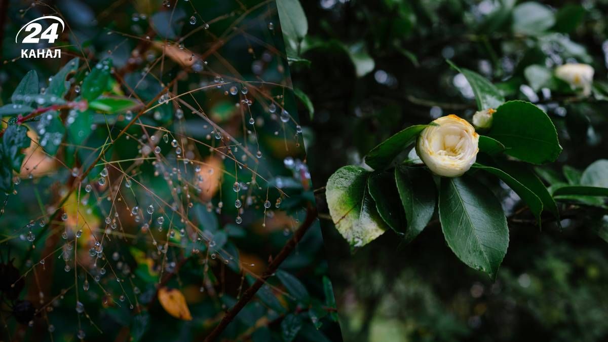 Дошова погода повернеться в Україну