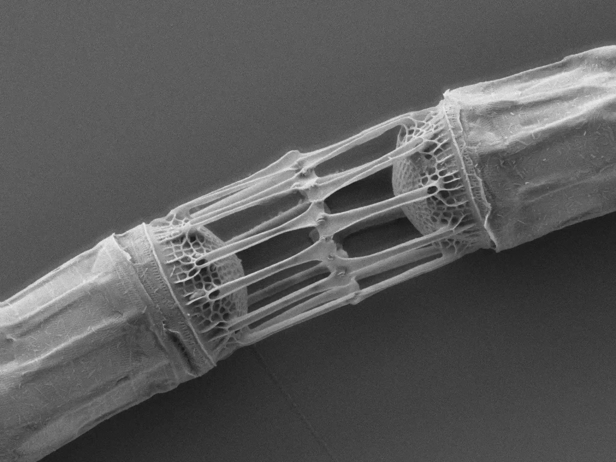 Науковці повернули до життя мікроорганізми з глибини 240 метрів Науковці повернули до життя мікроорганізми з глибини 240 метрів