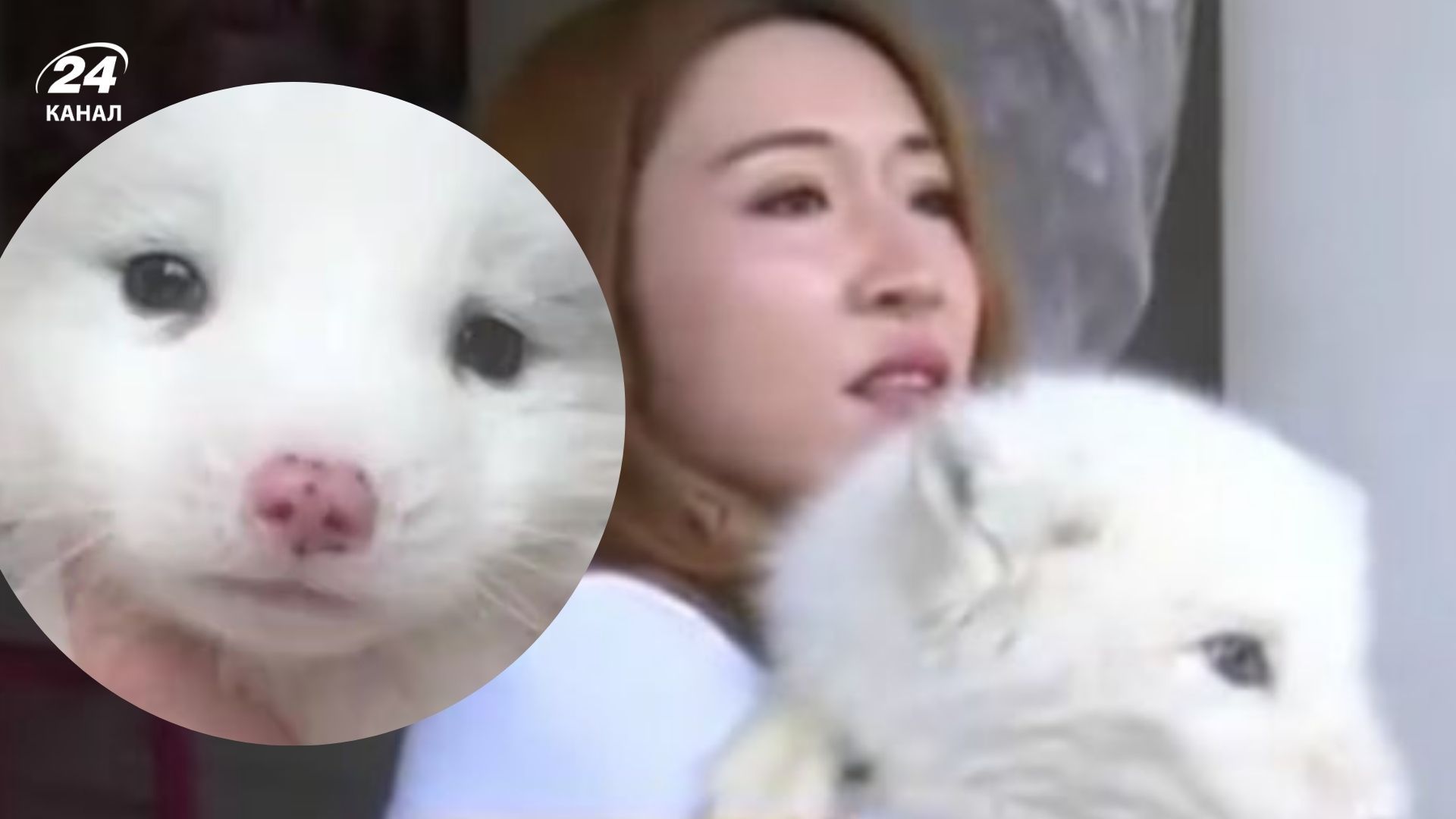 Жінка купила цуценя й не очікувала побачити, що з нього виросте Жінка купила цуценя й не очікувала побачити, що з нього виросте