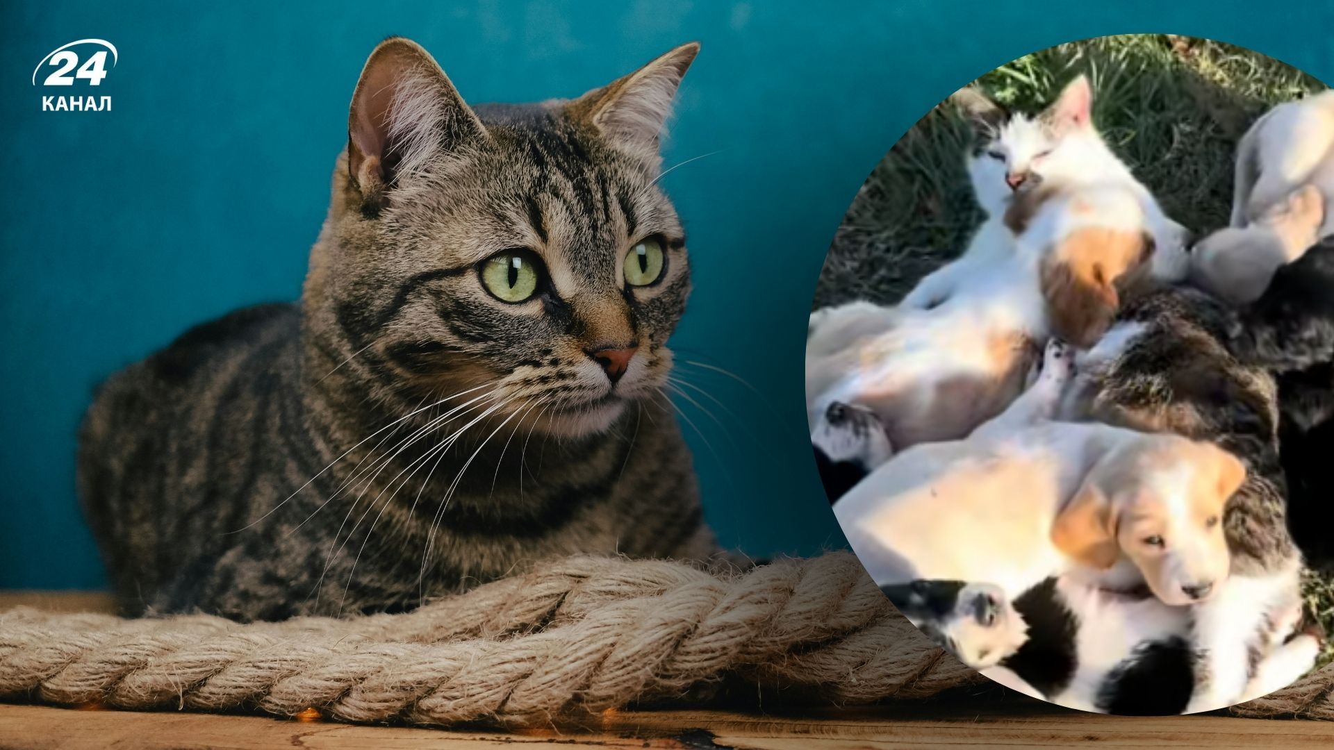 Кішка піклується про цуценят Кішка піклується про цуценят