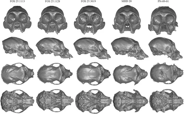 Кілька зображень реконструйованих черепів Antillothrix bernensis. Кілька зображень реконструйованих черепів Antillothrix bernensis.