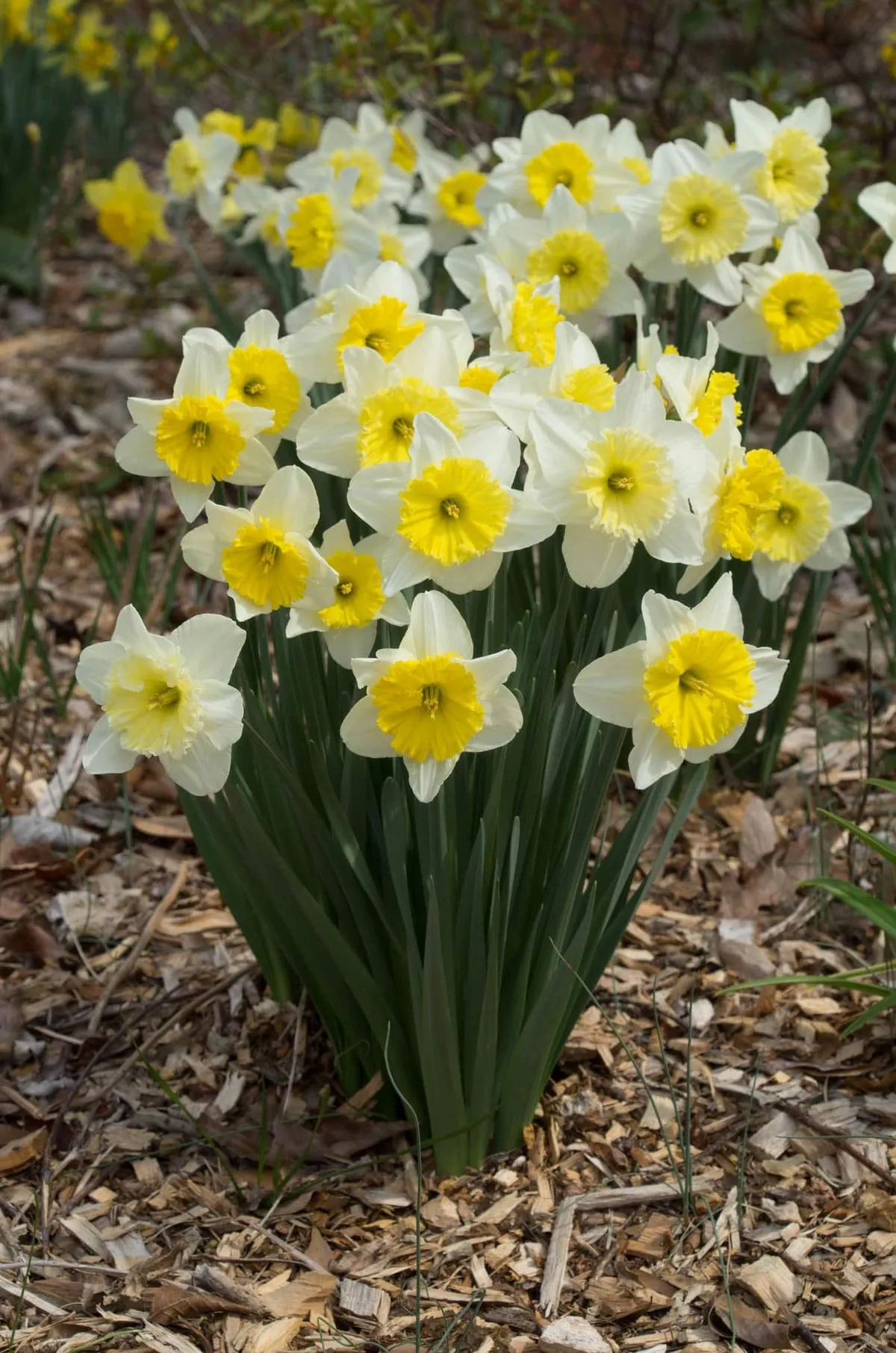 Нарцисам потрібне підживлення / Фото Pinterest