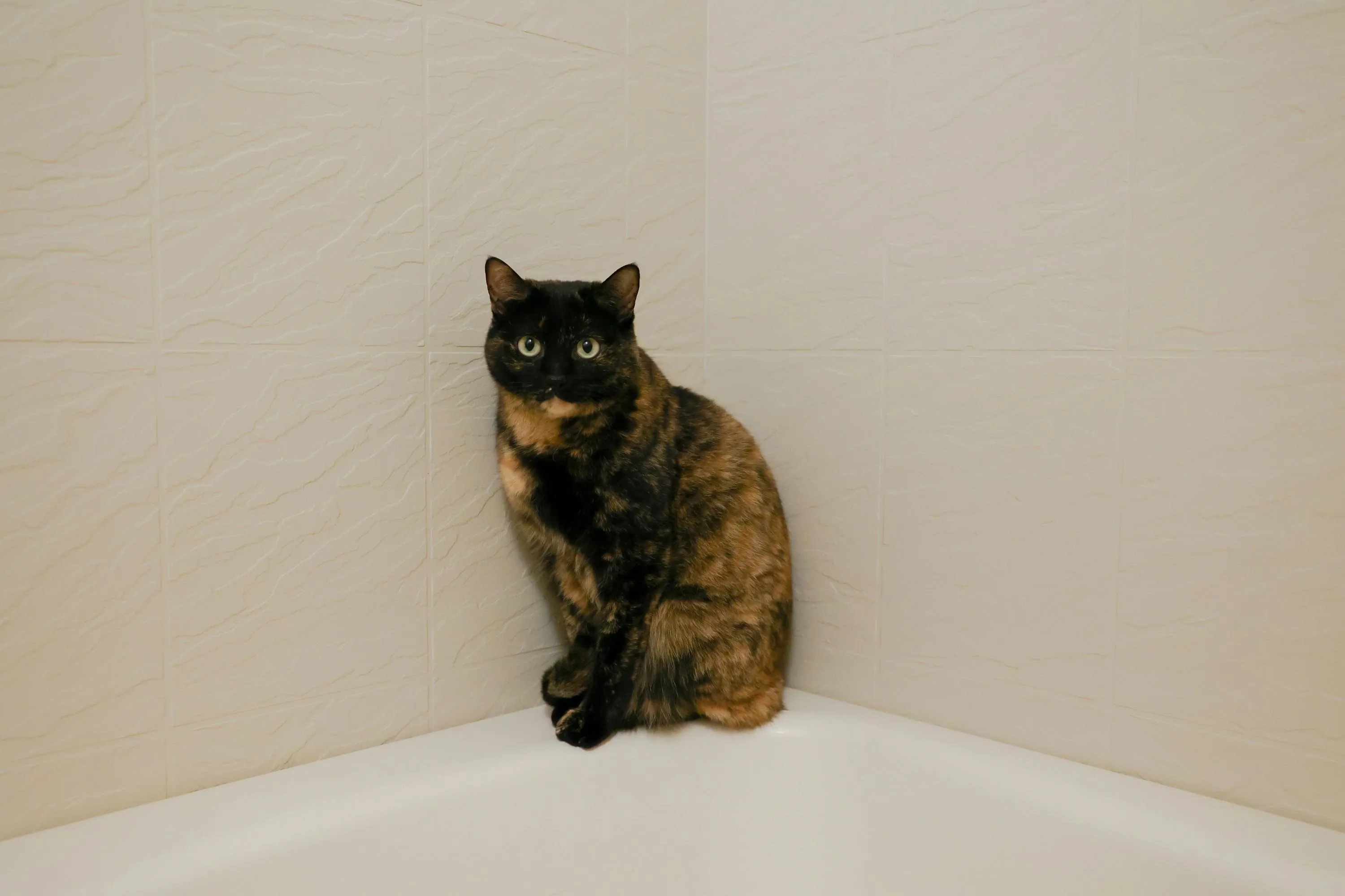 як покупати кота