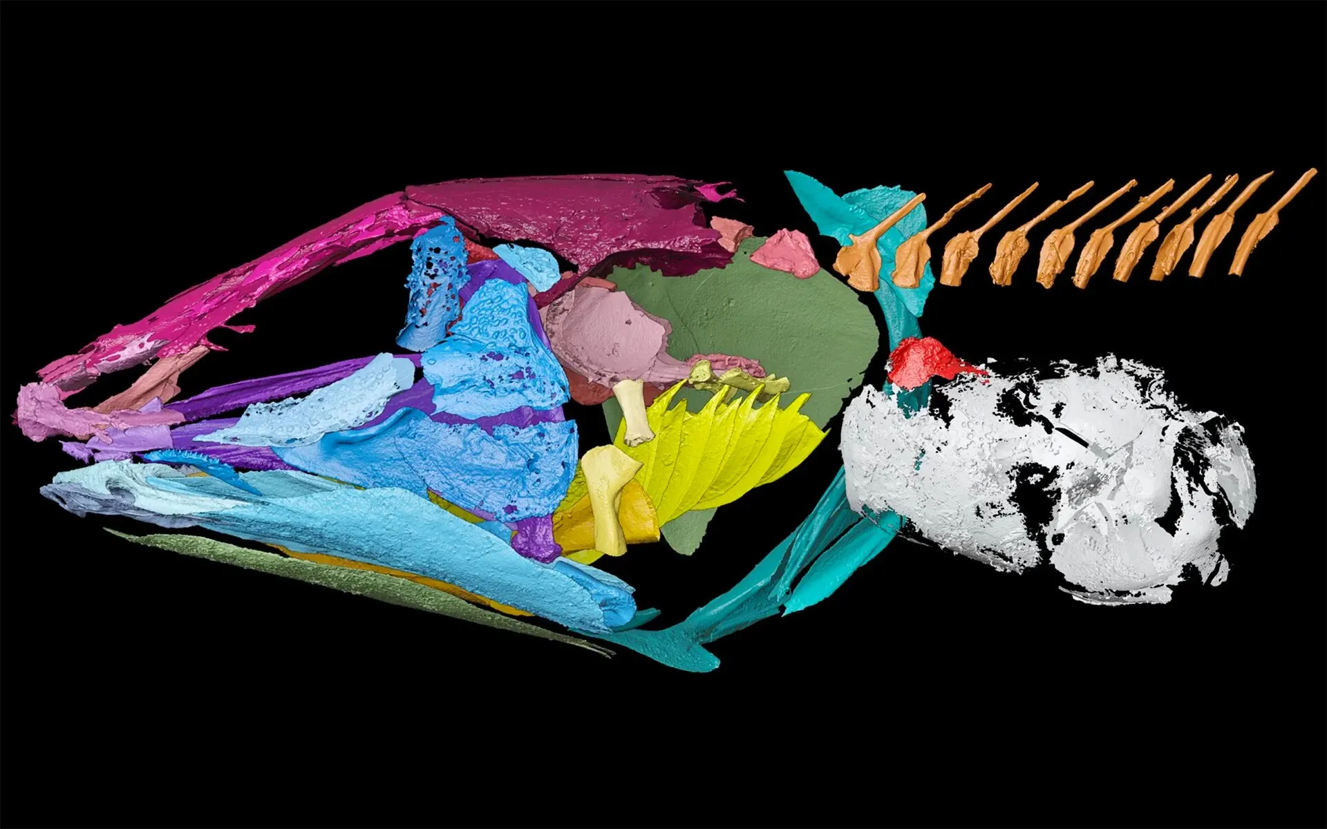 3D-визуализация скелета целаканта 3D-визуализация скелета целаканта