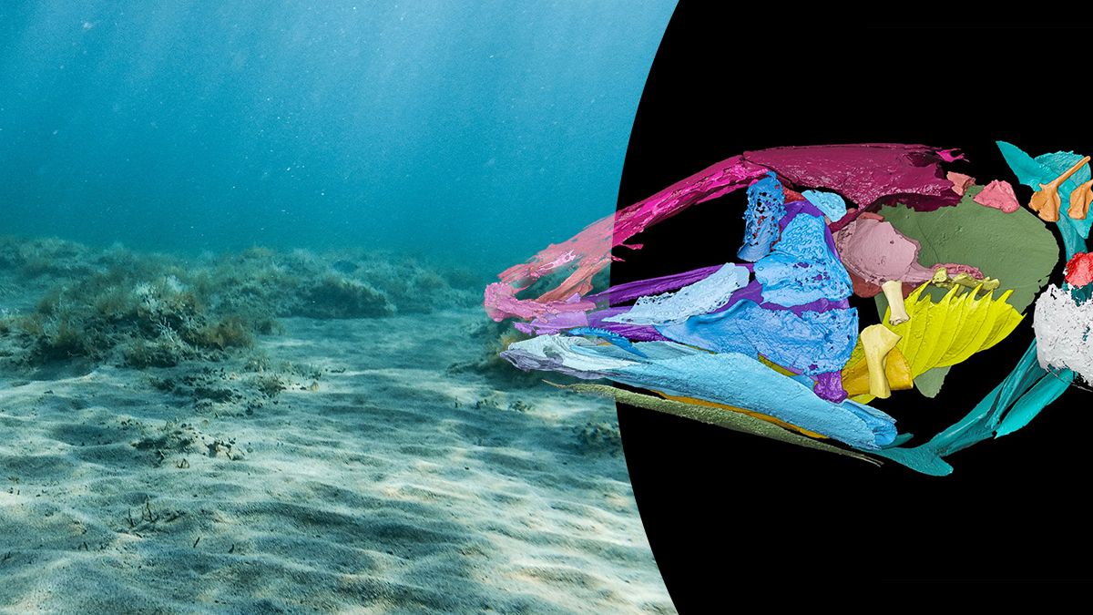 Слуховые системы древних целакантов и эволюционная роль легких в Триасовом периоде