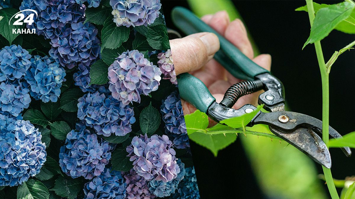 Как не потерять цветение гортензий - один важный совет Как не потерять цветение гортензий - один важный совет