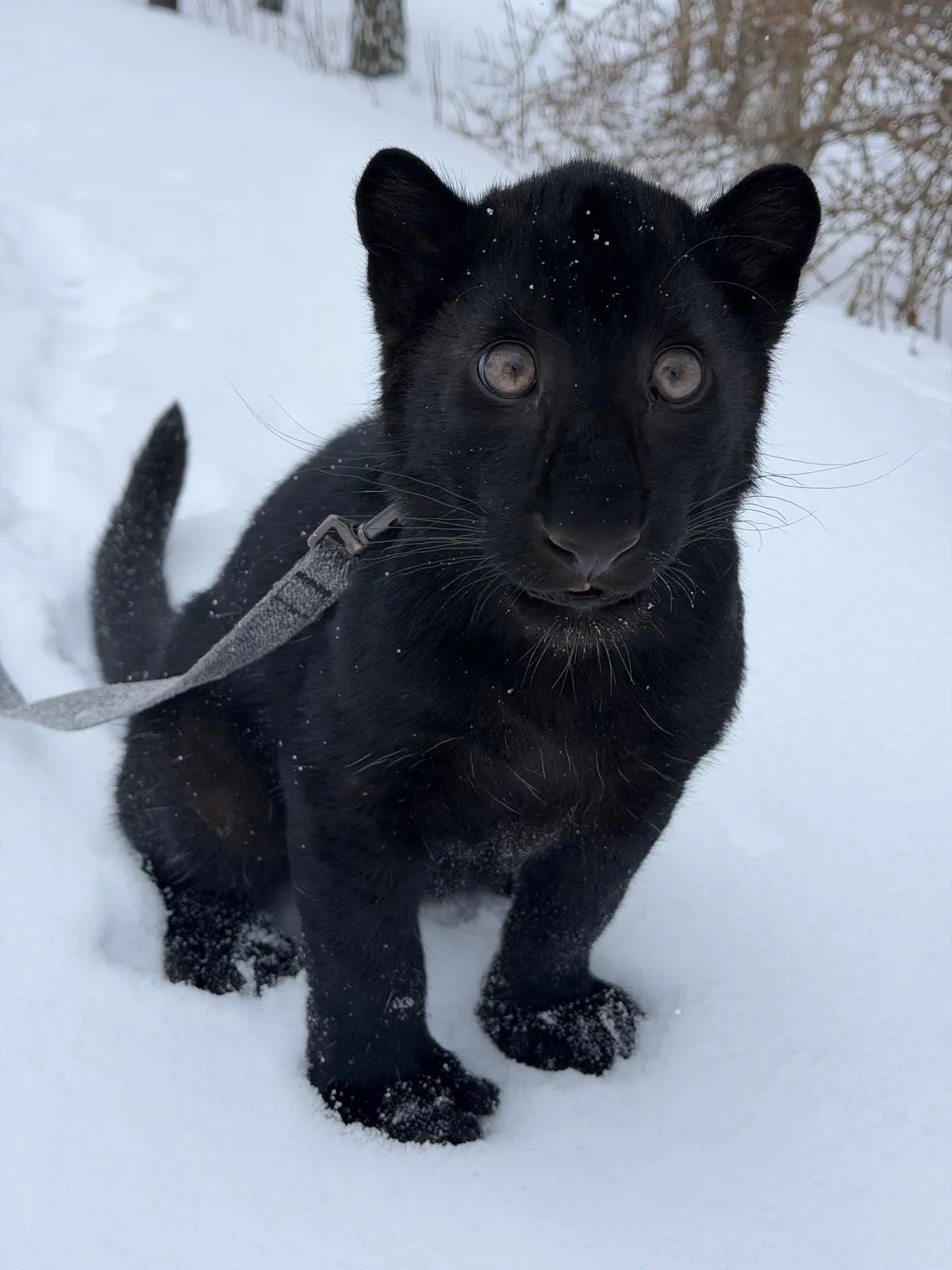 Чорний леопард Чорний леопард